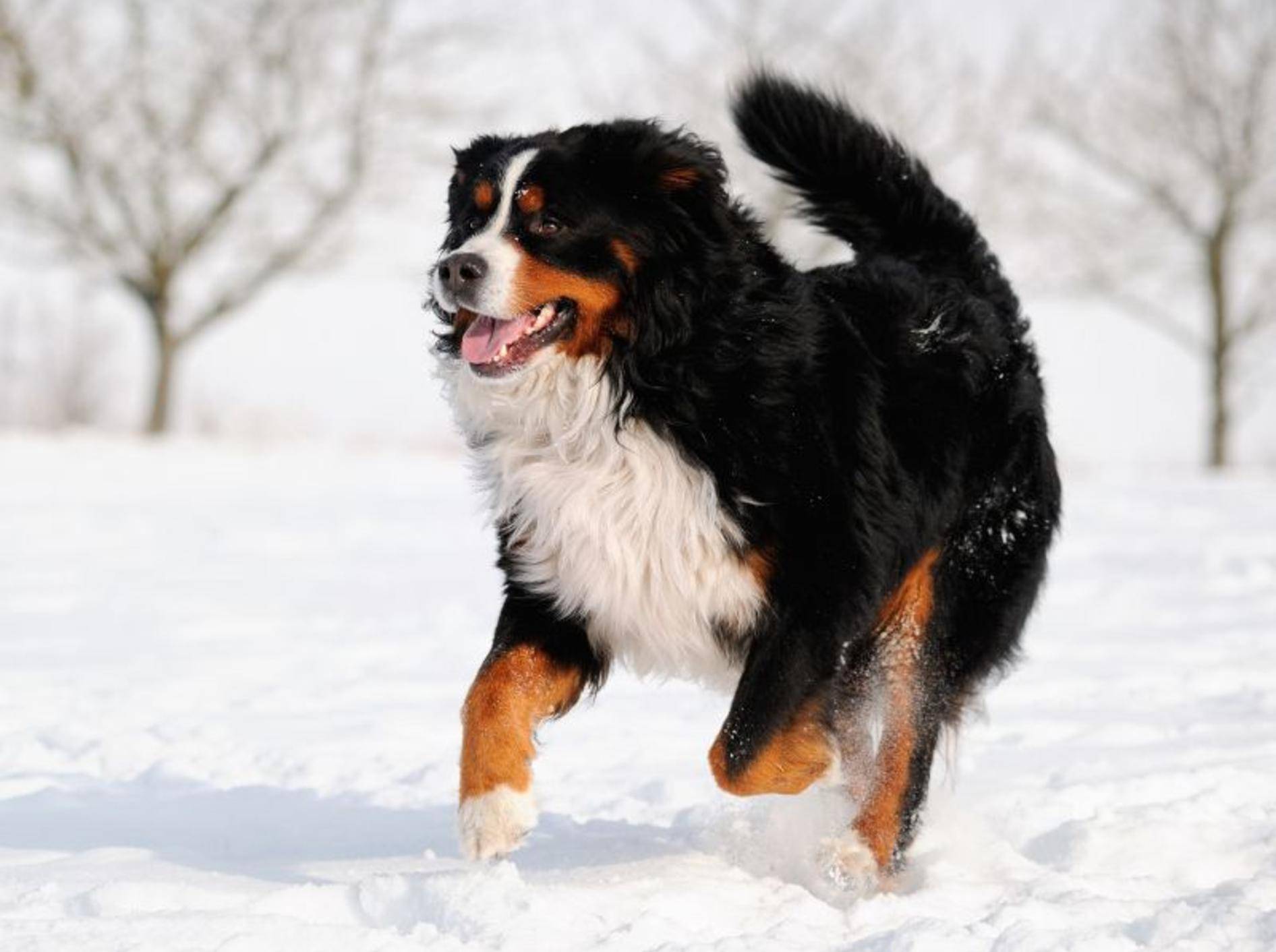Hundepfoten vor Eis, Sand und Streusalz schützen