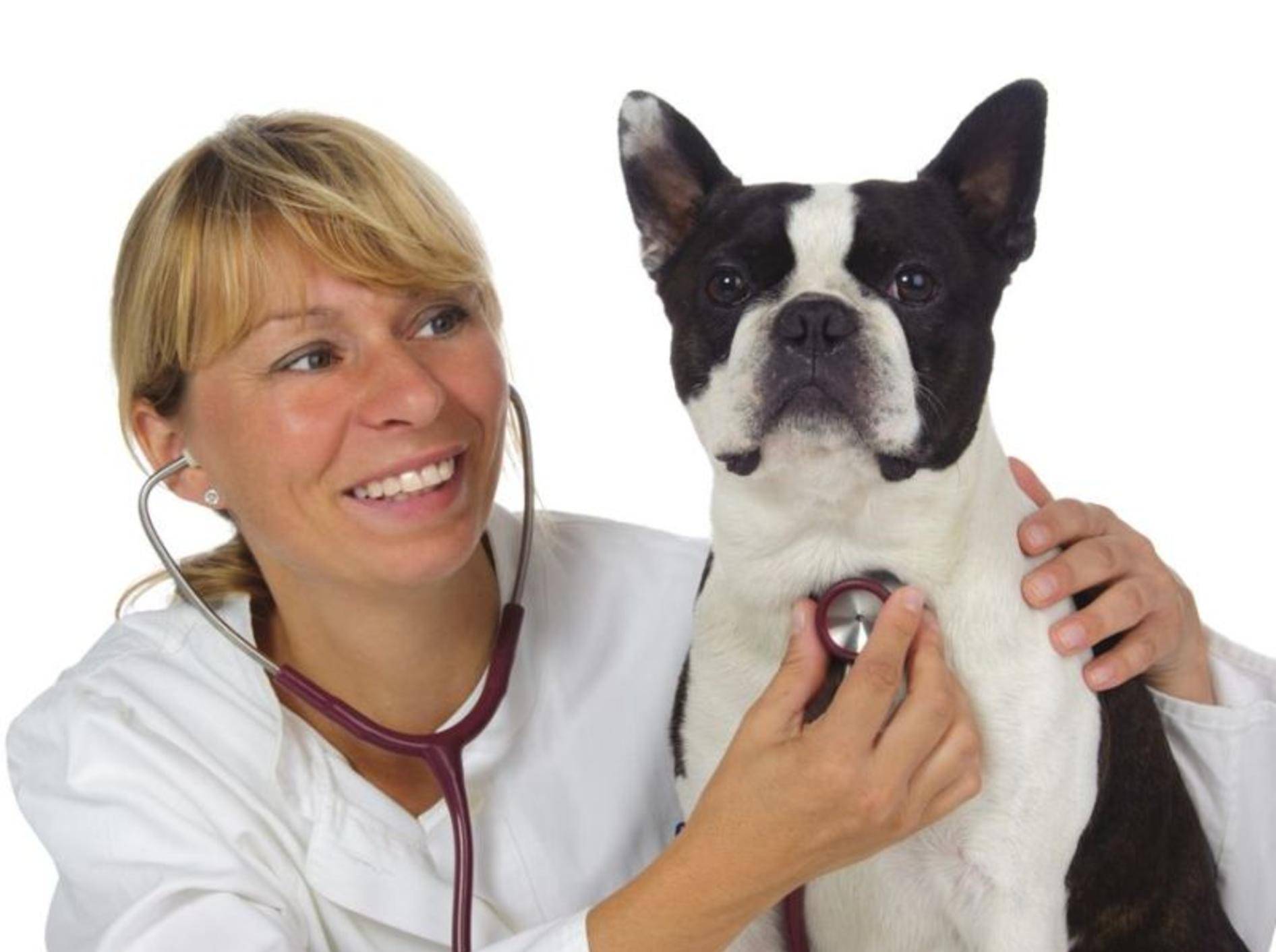 Boston Terrier Hund beim Tierarzt