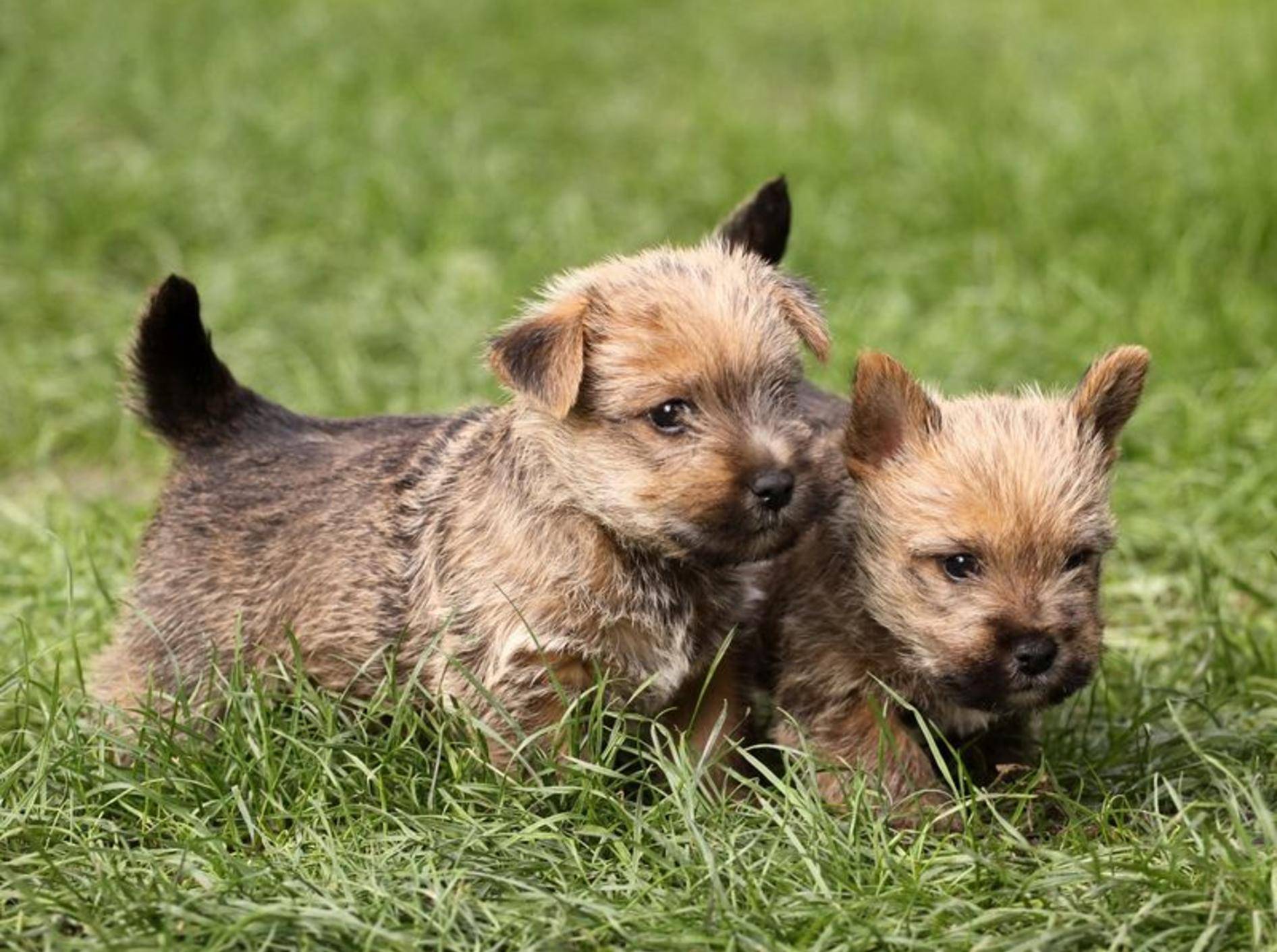 Cairn-Terrier-Babys entdecken schöne neue Welt