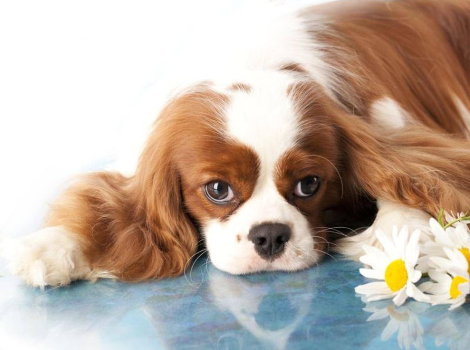Cocker Spaniel Hund liegt neben Blumen