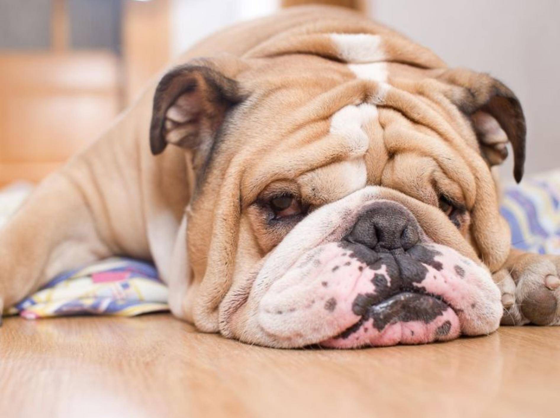 Englische Bulldoggen neigen zu Übergewicht und leiden stark unter den Folgen – Bild: Shutterstock / Katsai Tatiana