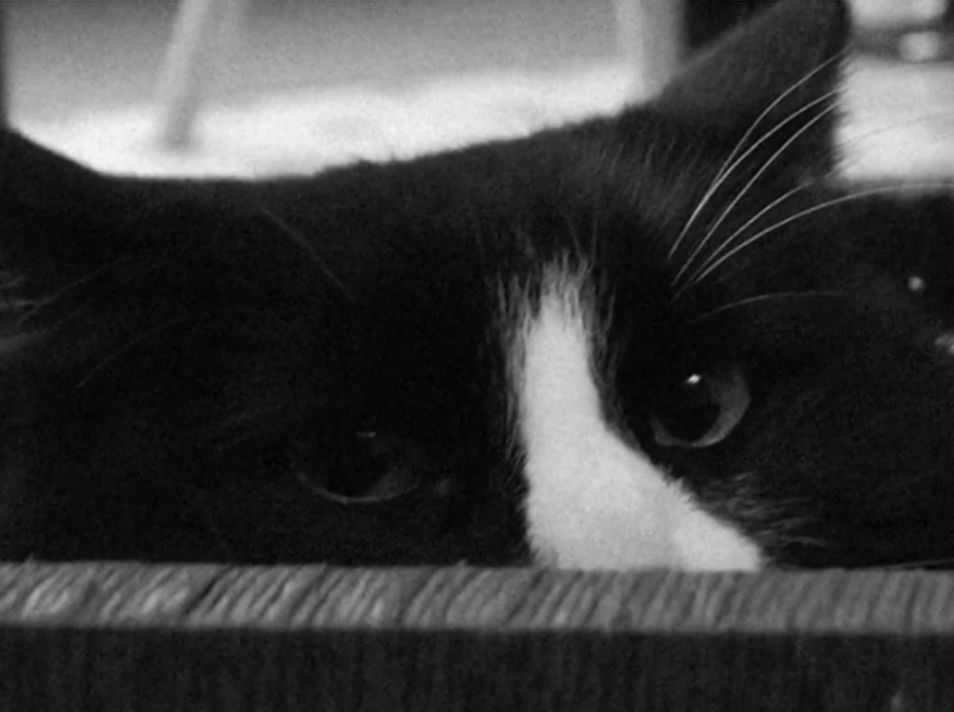 Emo-Katze Henri: Latent depressiv, aber trotzdem ein Gewinner