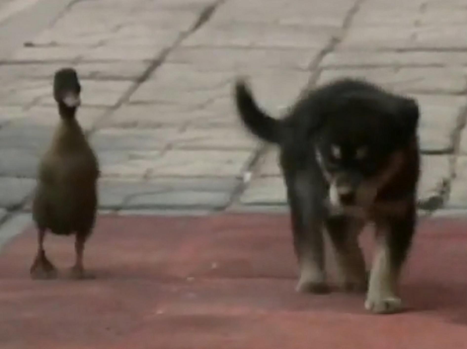 Kleine Ente und süßer Hundewelpe watscheln gemeinsam durch die Stadt