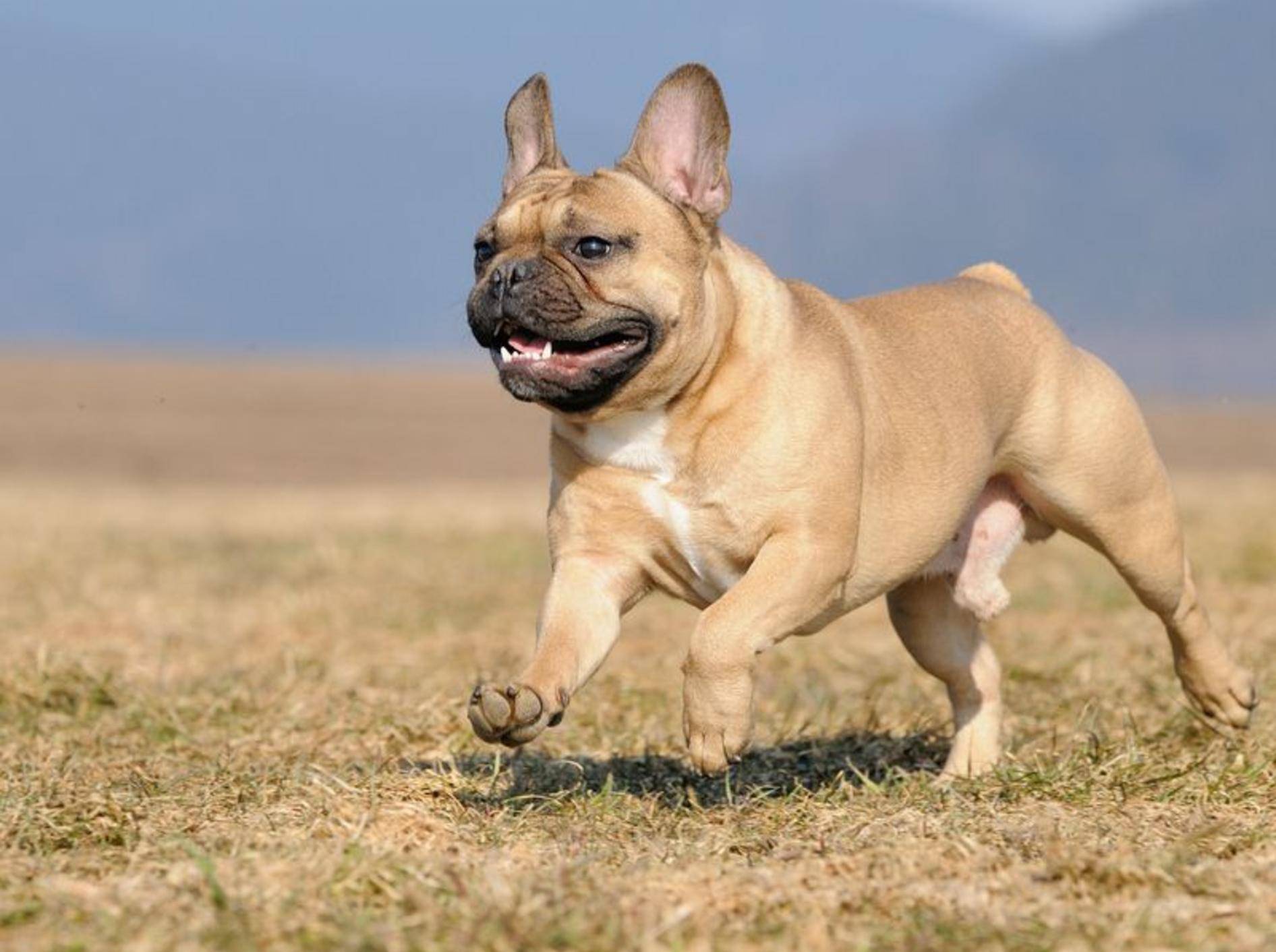 Französischer Bulldoggen Hund rennt über die Wiese