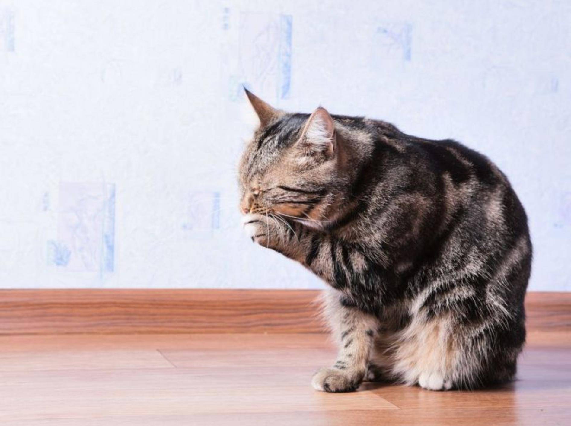 Bei unseren Stubentigern fällt die Katzenwäsche gründlicher aus als bei uns Menschen – Bild: Shutterstock / REDSTARSTUDIO