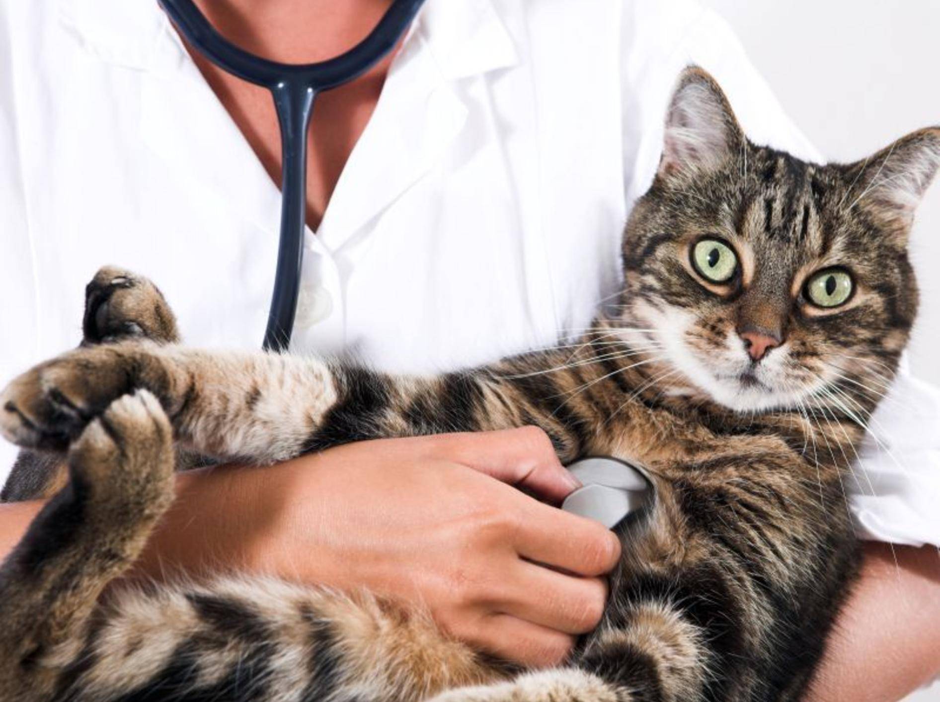 Getigerte Katze beim Tierarzt