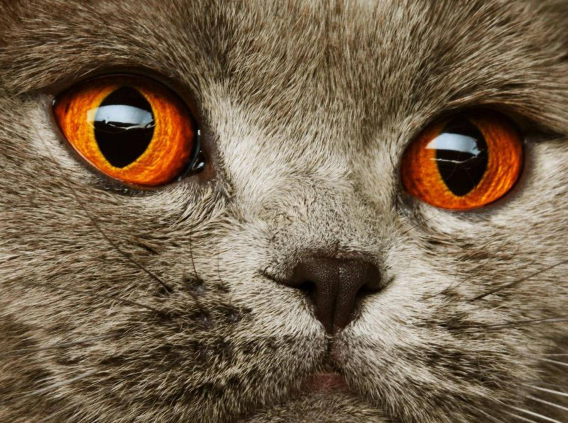 Graue-Katze-Orange-Augen-nah