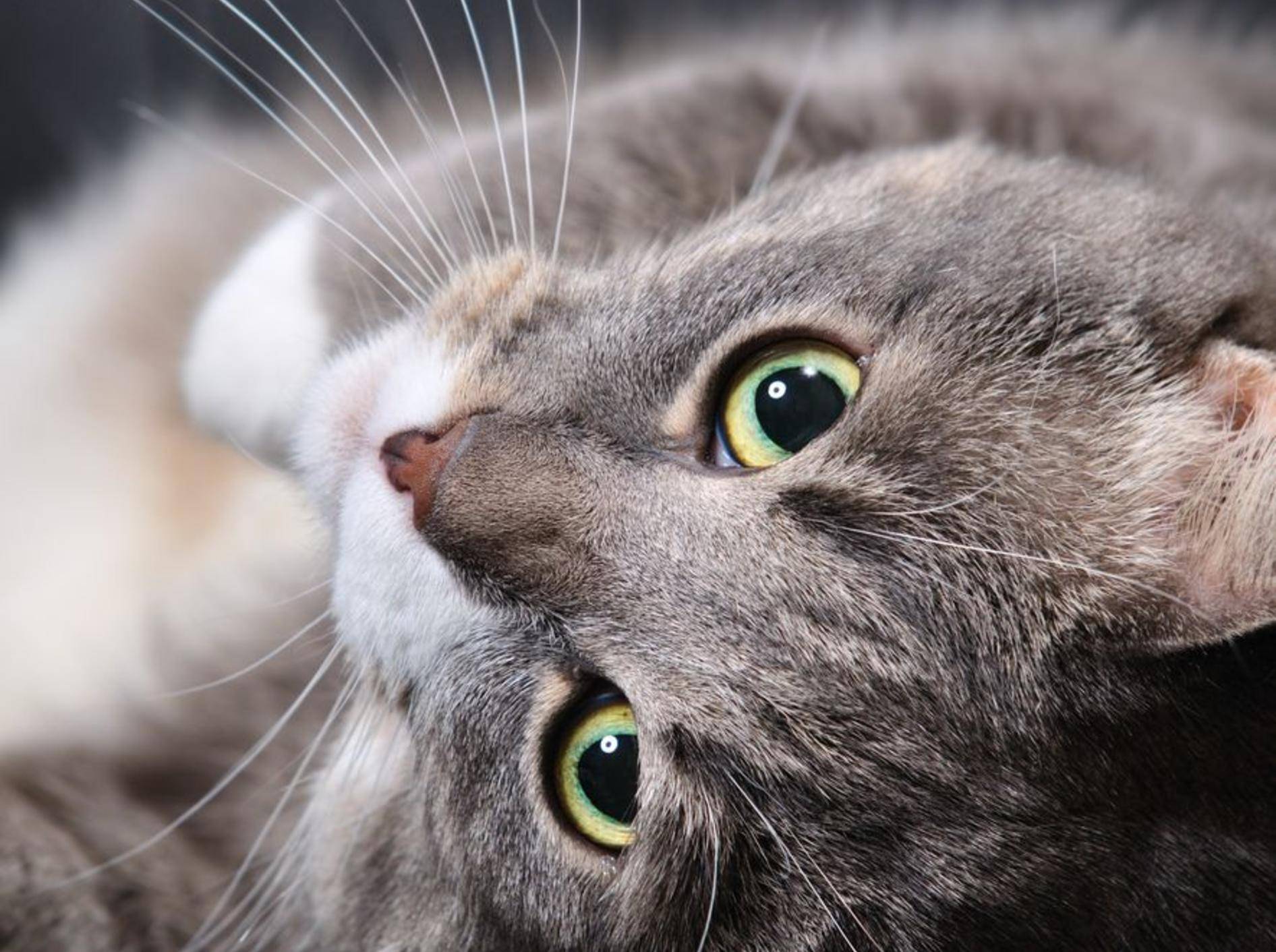 Trauer um die geliebte Katze: Kommt Tierpräparation infrage? – Bild: Shutterstock