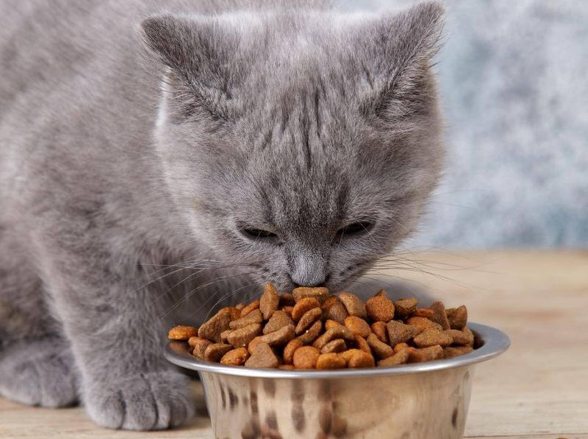 Котенок ест сухой корм