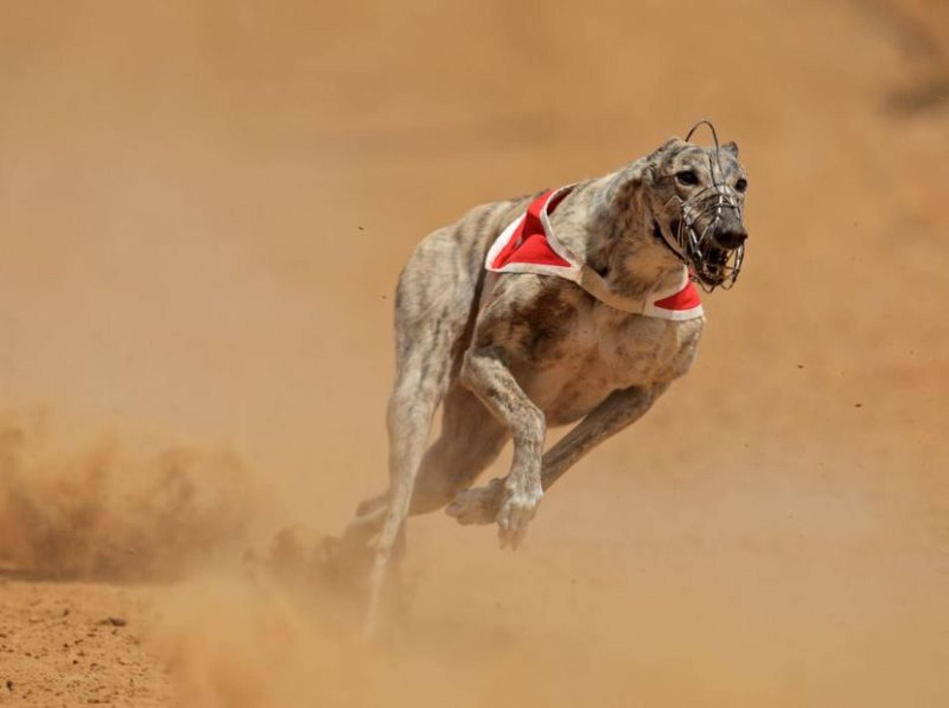 Greyhound: Ist mit annähernd 80 km/h der schnellste Hund der Welt.