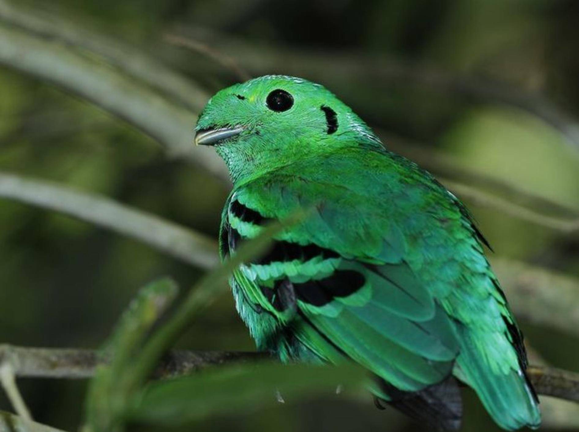 Toller Anblick: Grünkardinal Vogel mit extravagantem Look
