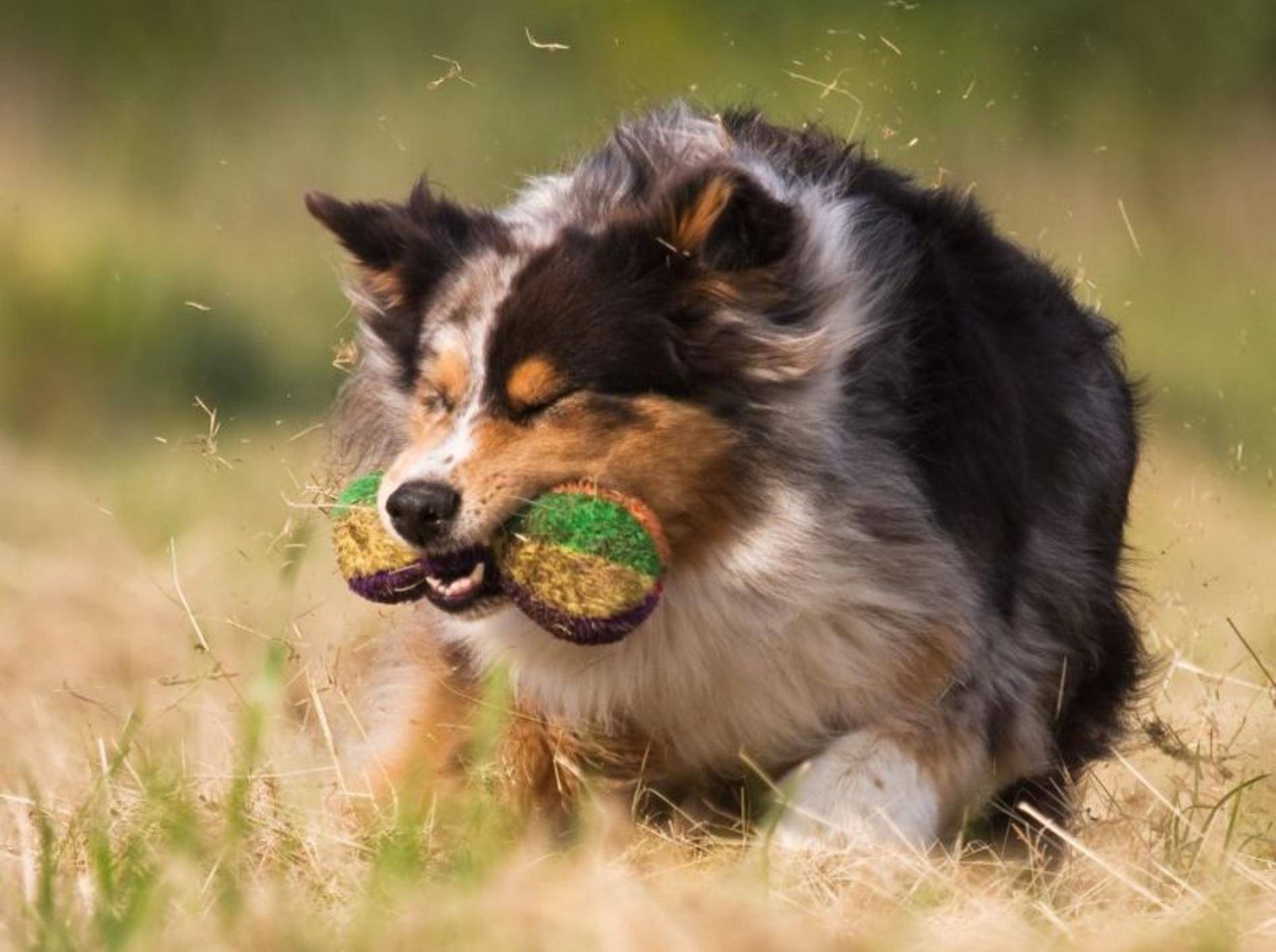 Eine der Lieblingsbeschäftigungen des Australian-Sheperd-Hundes: Toben!