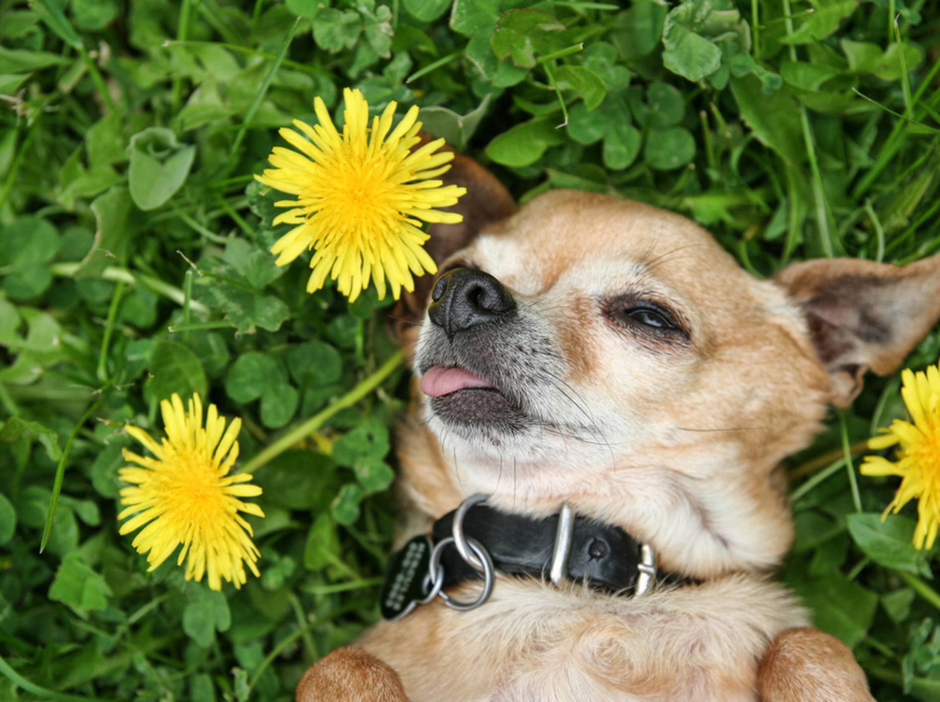 Auf ´ner schönen grünen Wiese: Ein Chihuahua macht Hunde-Siesta