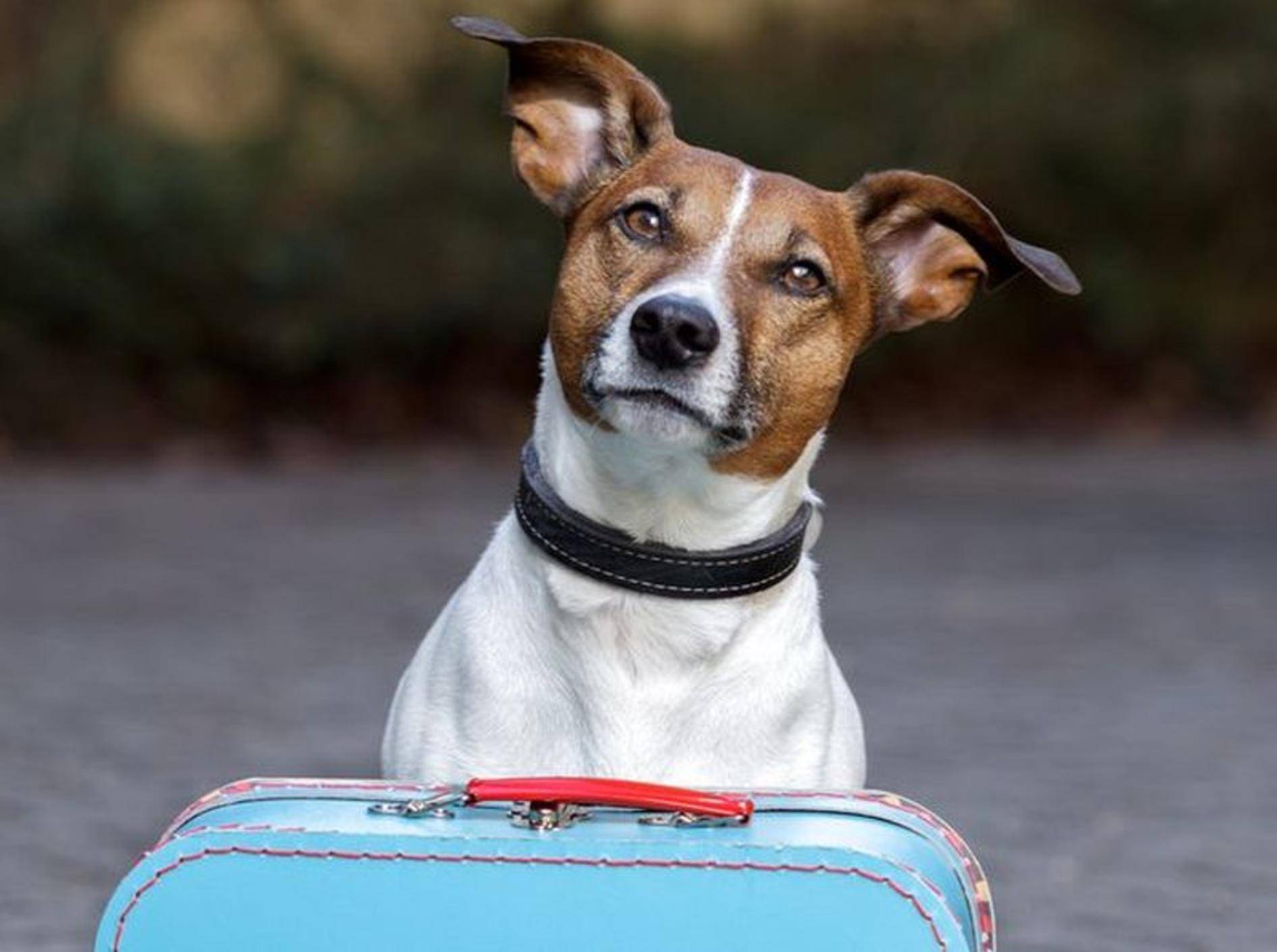 Jack Russell Terrier auf Reisen.