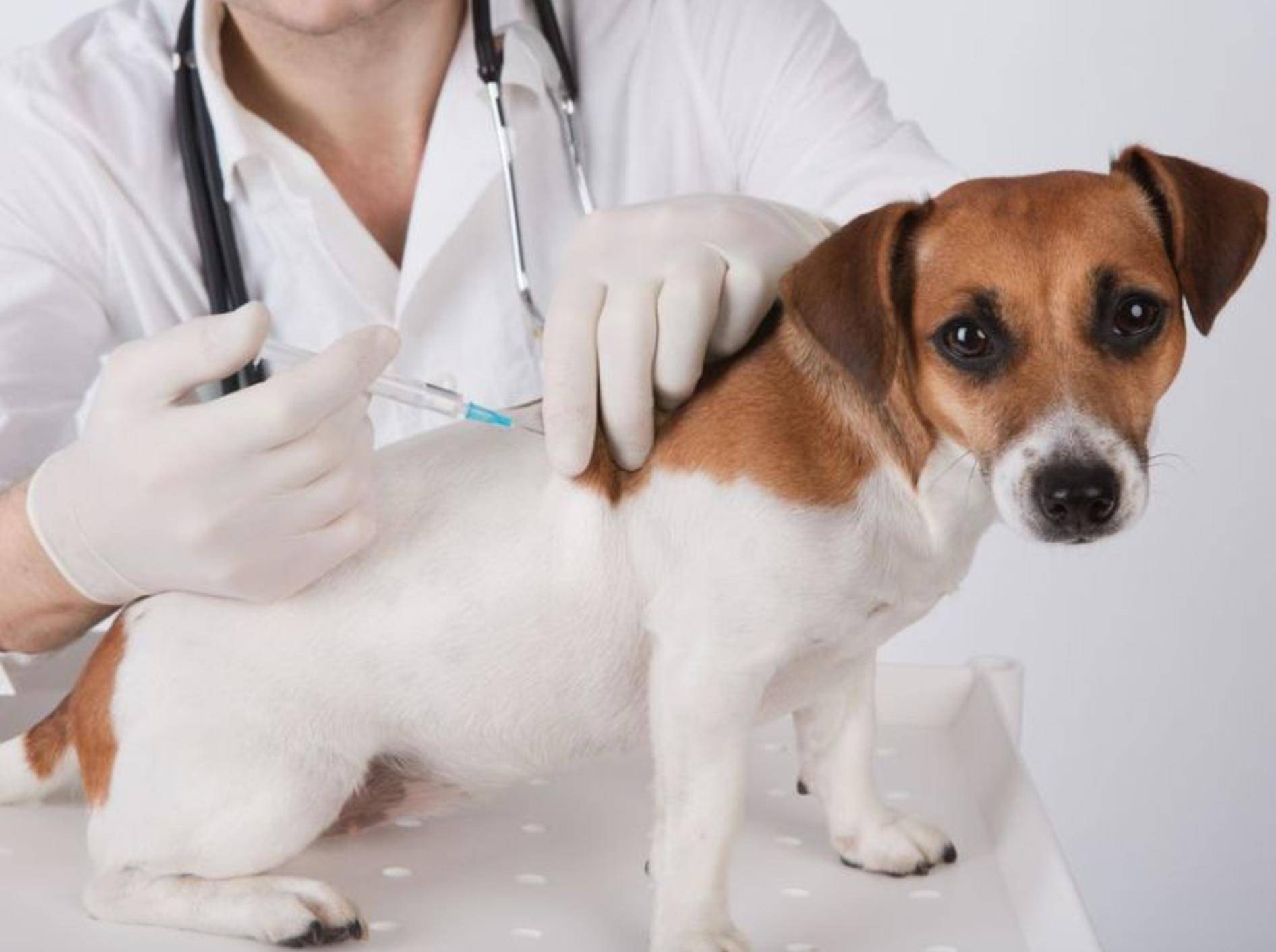 Non Core Impfungen Fur Hunde Welche Sind Sinnvoll