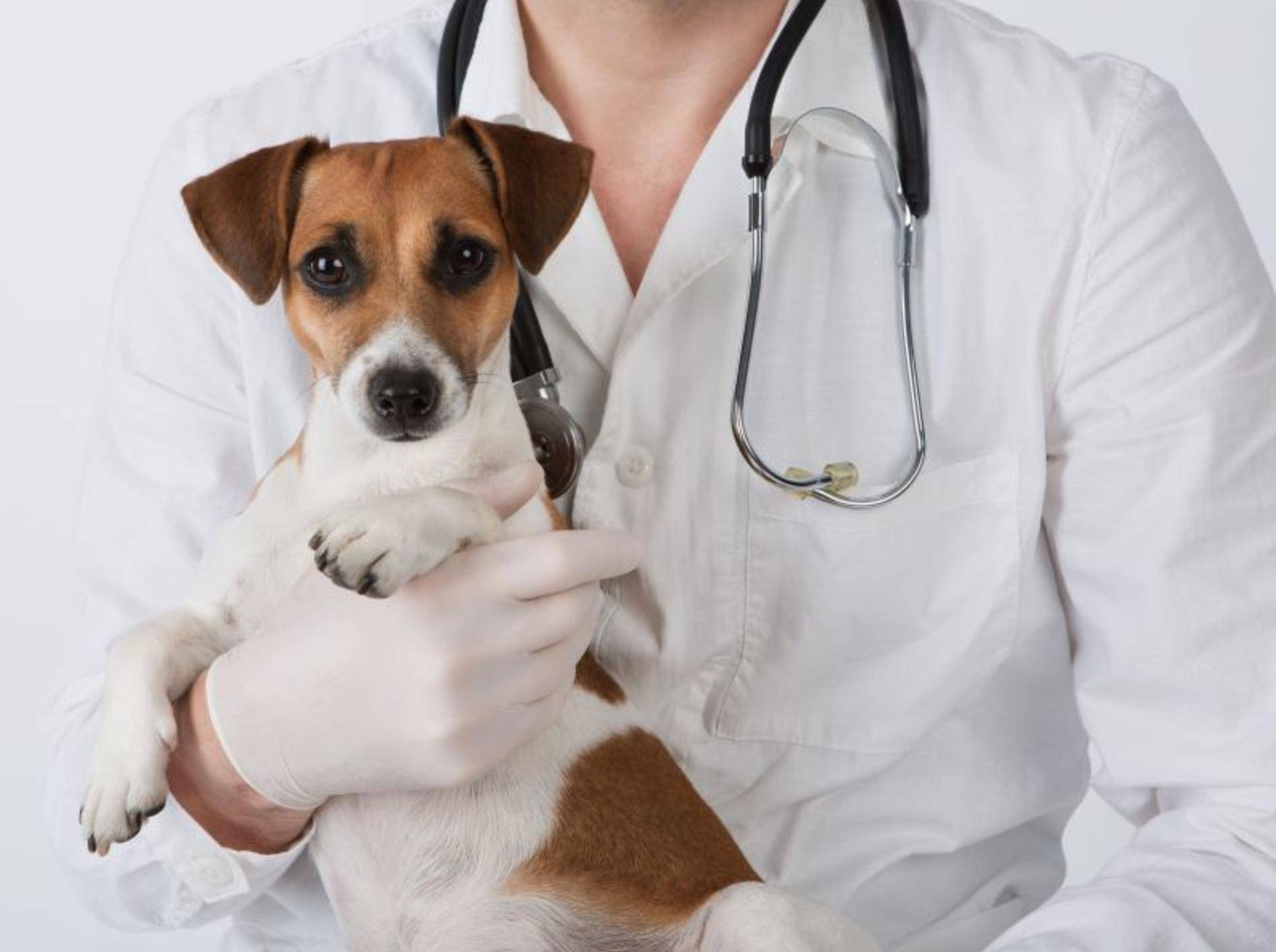 Jack Russell Hund beim Tierarzt
