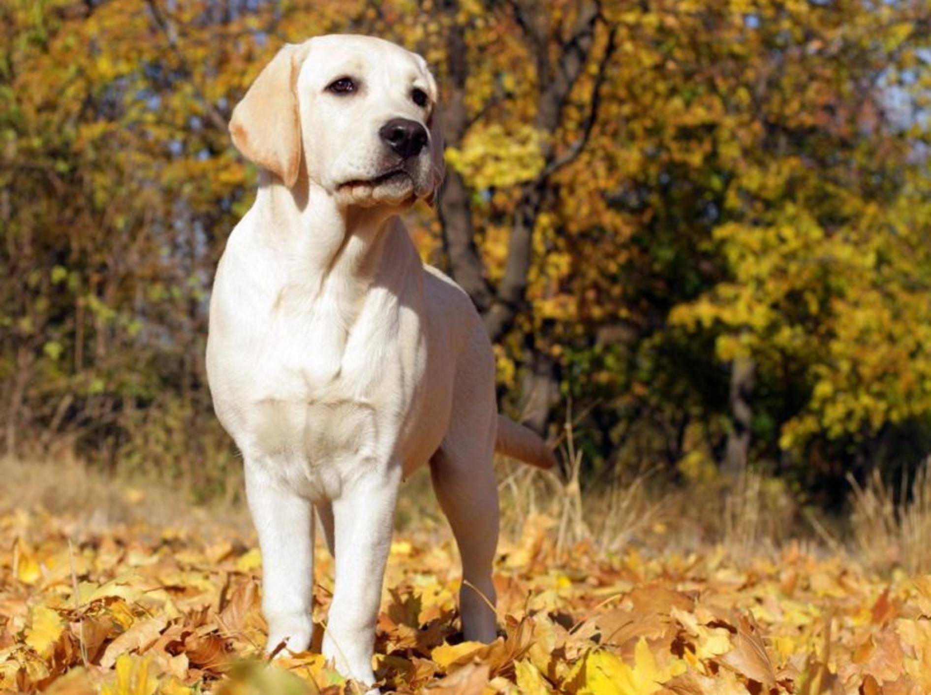 Labrador Hund im Herbst
