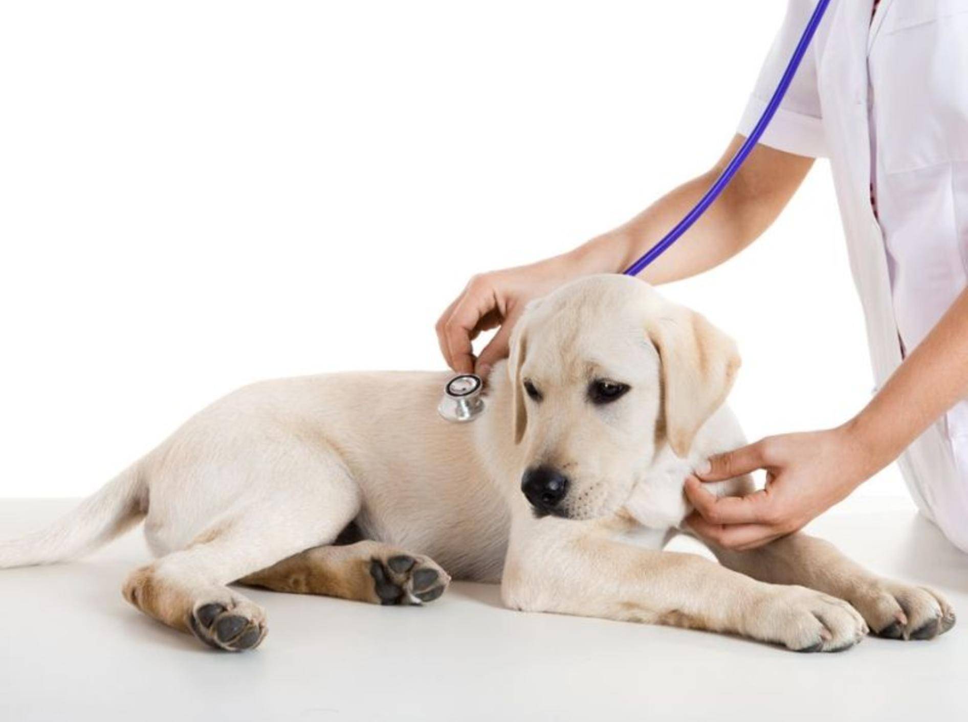 Golden Retriever Hund beim Tierarzt
