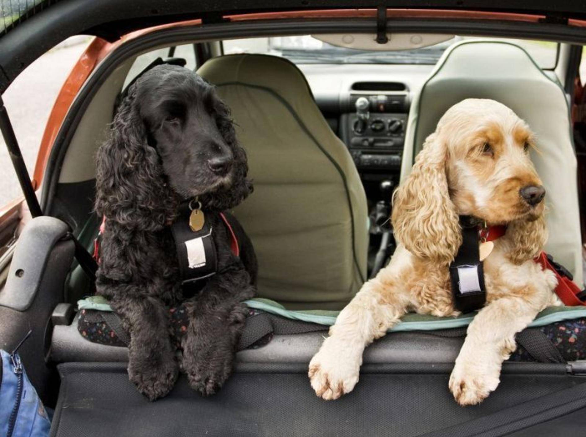 Autofahren – so wird es auch für den Hund angenehm