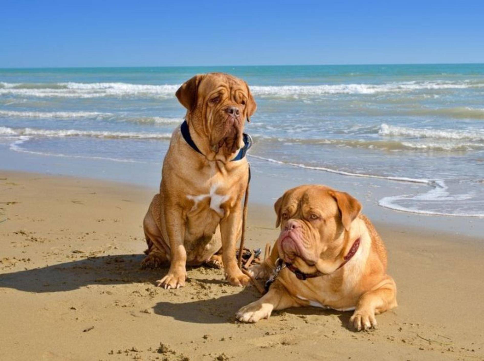 Hunde am Meer