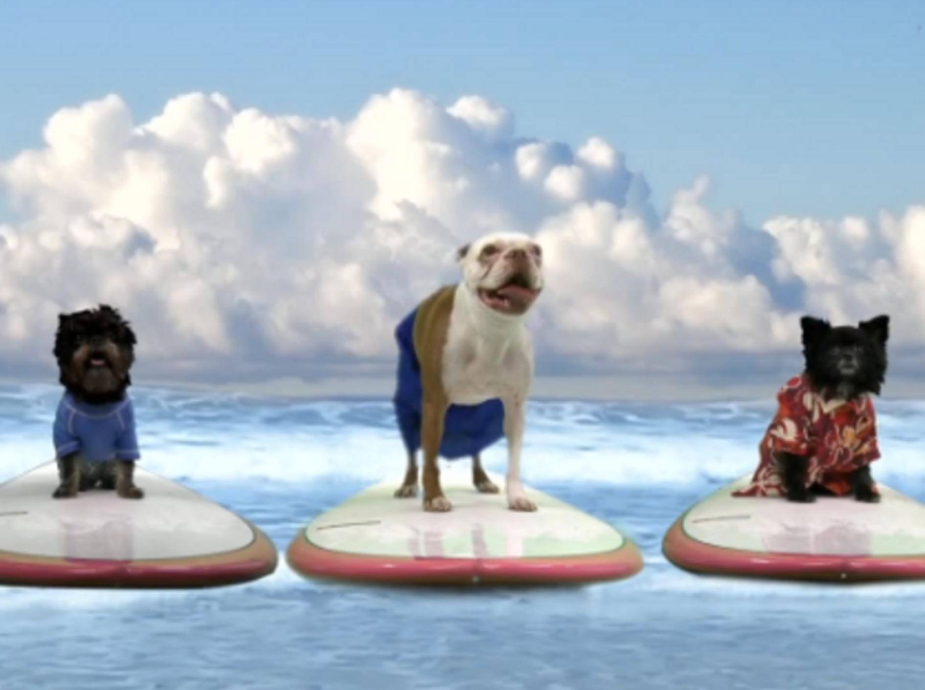 Pup Direction: Tierische Boyband bringt Hunde-Teenies zum Kreischen