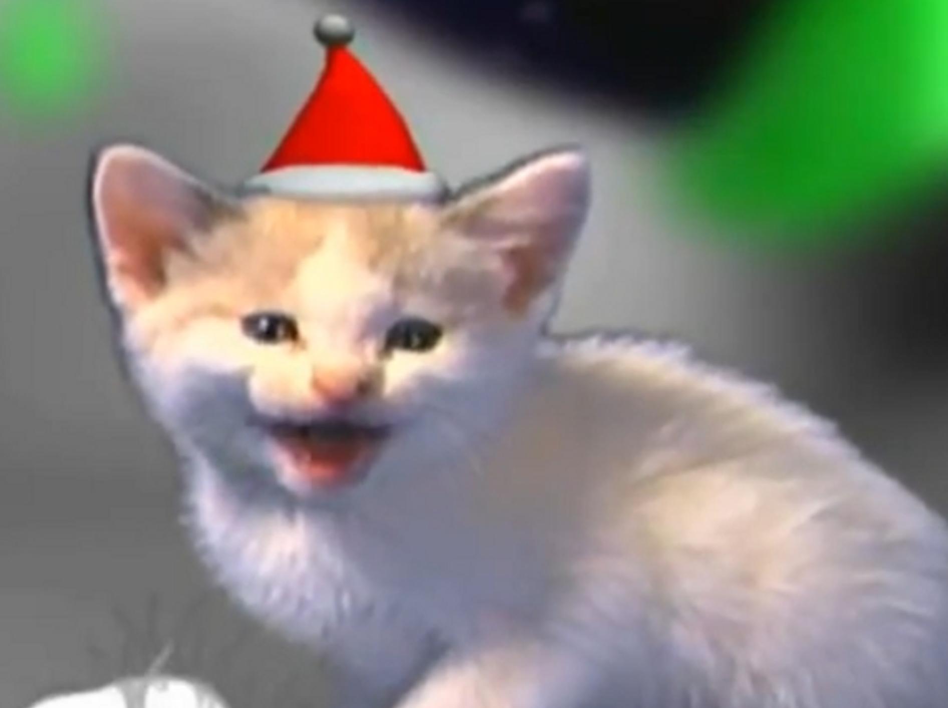 Jingle Cats: Katzen miauen Weihnachtsliede