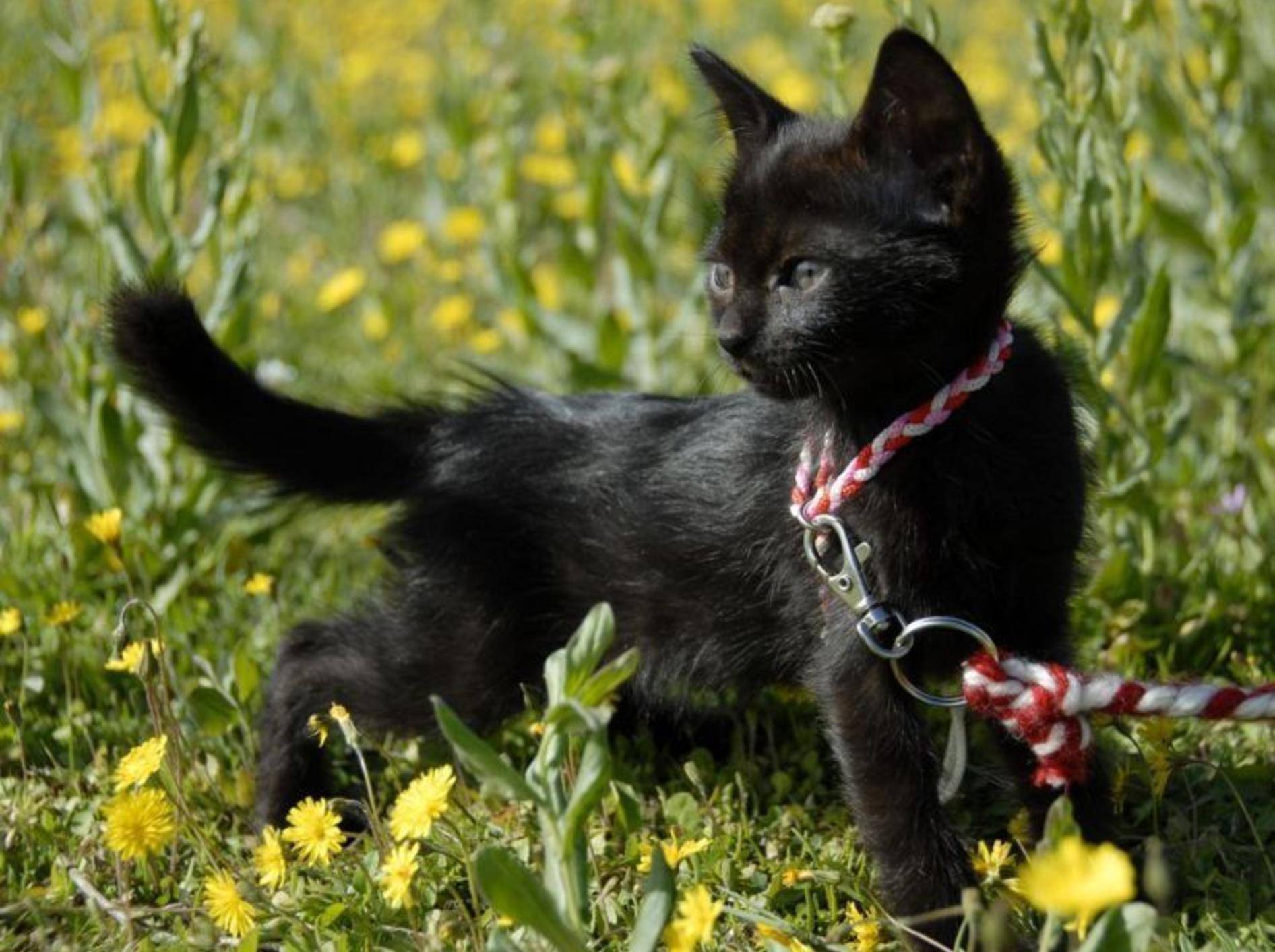Junge schwarze Katze an der Leine auf der Wiese