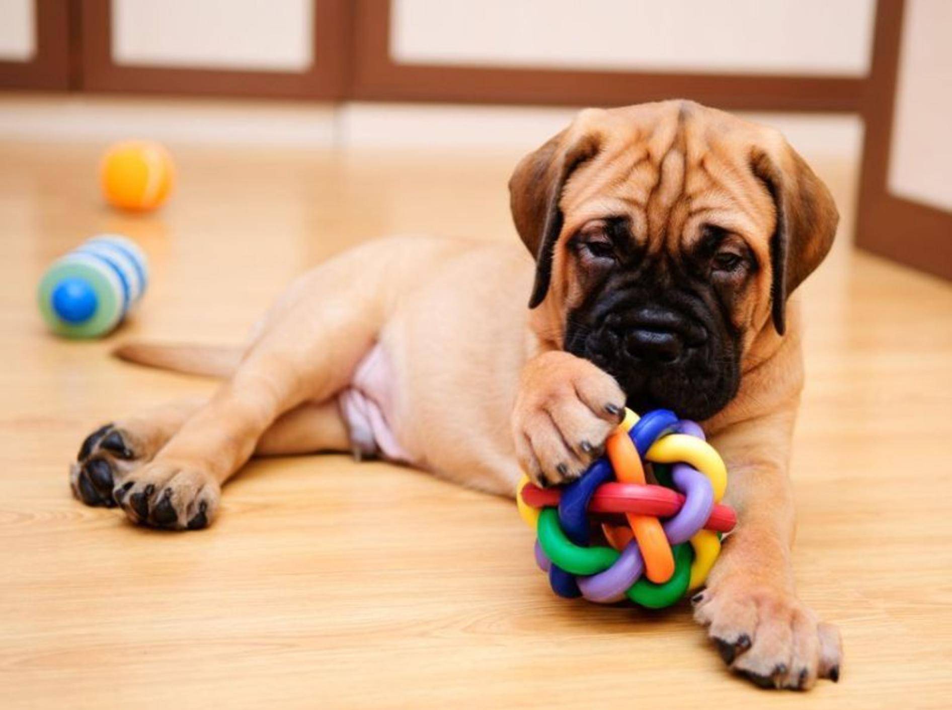 Junger Hund mit Spielzeug