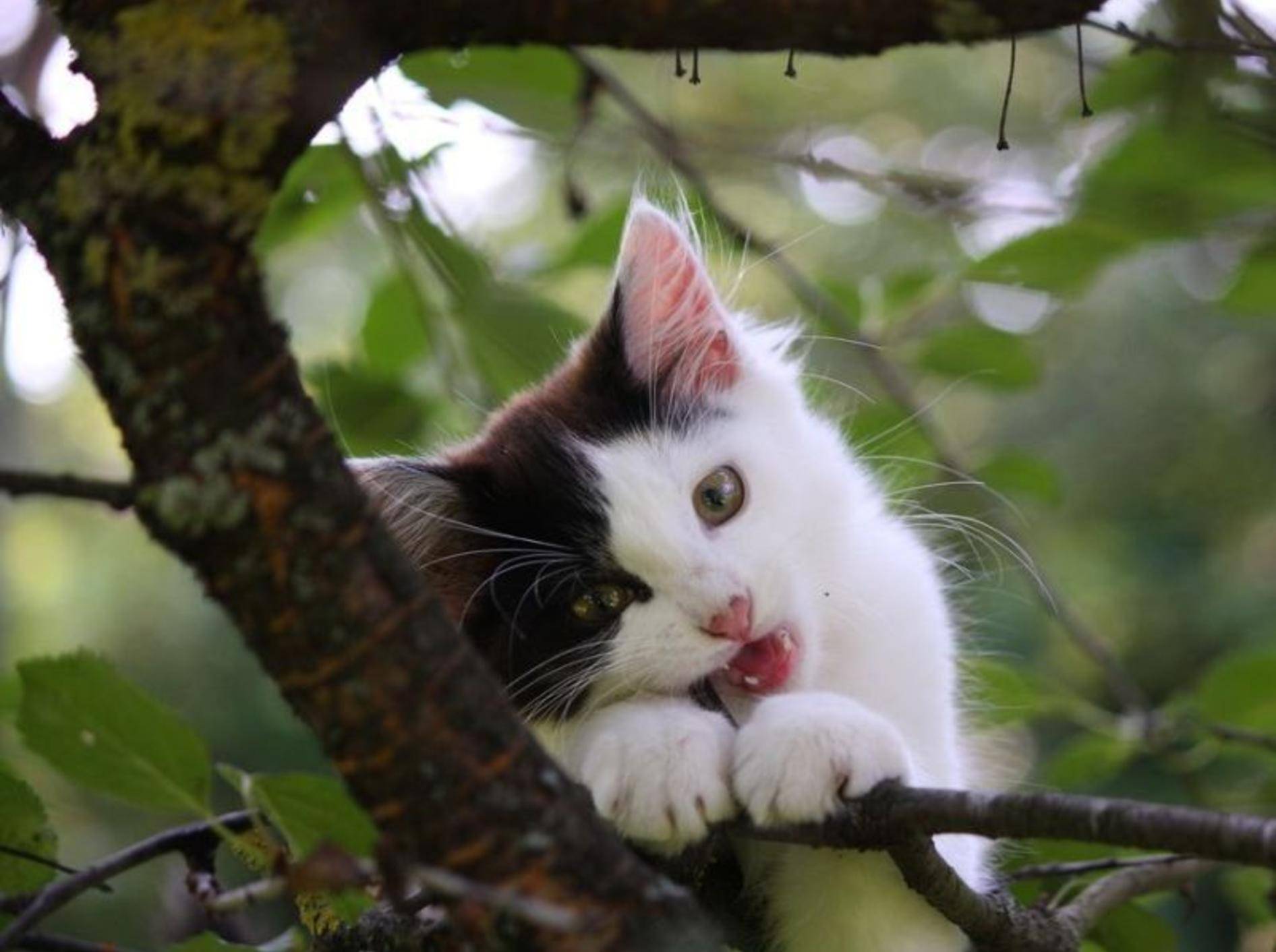 Katzen lieben es, als Freigänger die Welt zu erkunden – Bild: Shutterstock / Anastasija Popova
