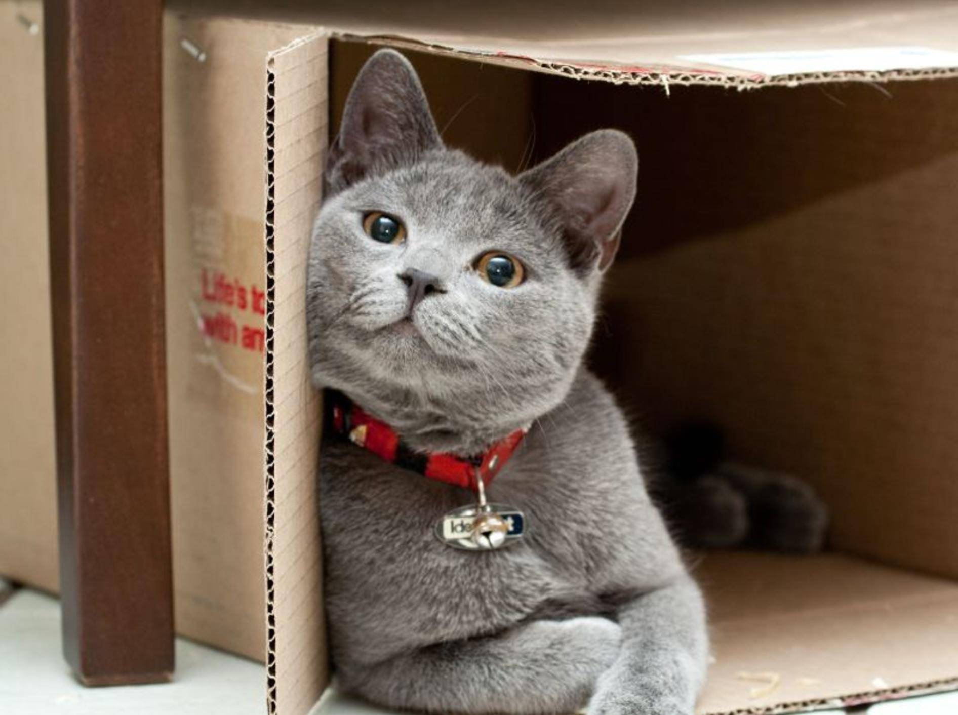 Britisch-Kurzhaar-Katze entspannt im Pappkarton.