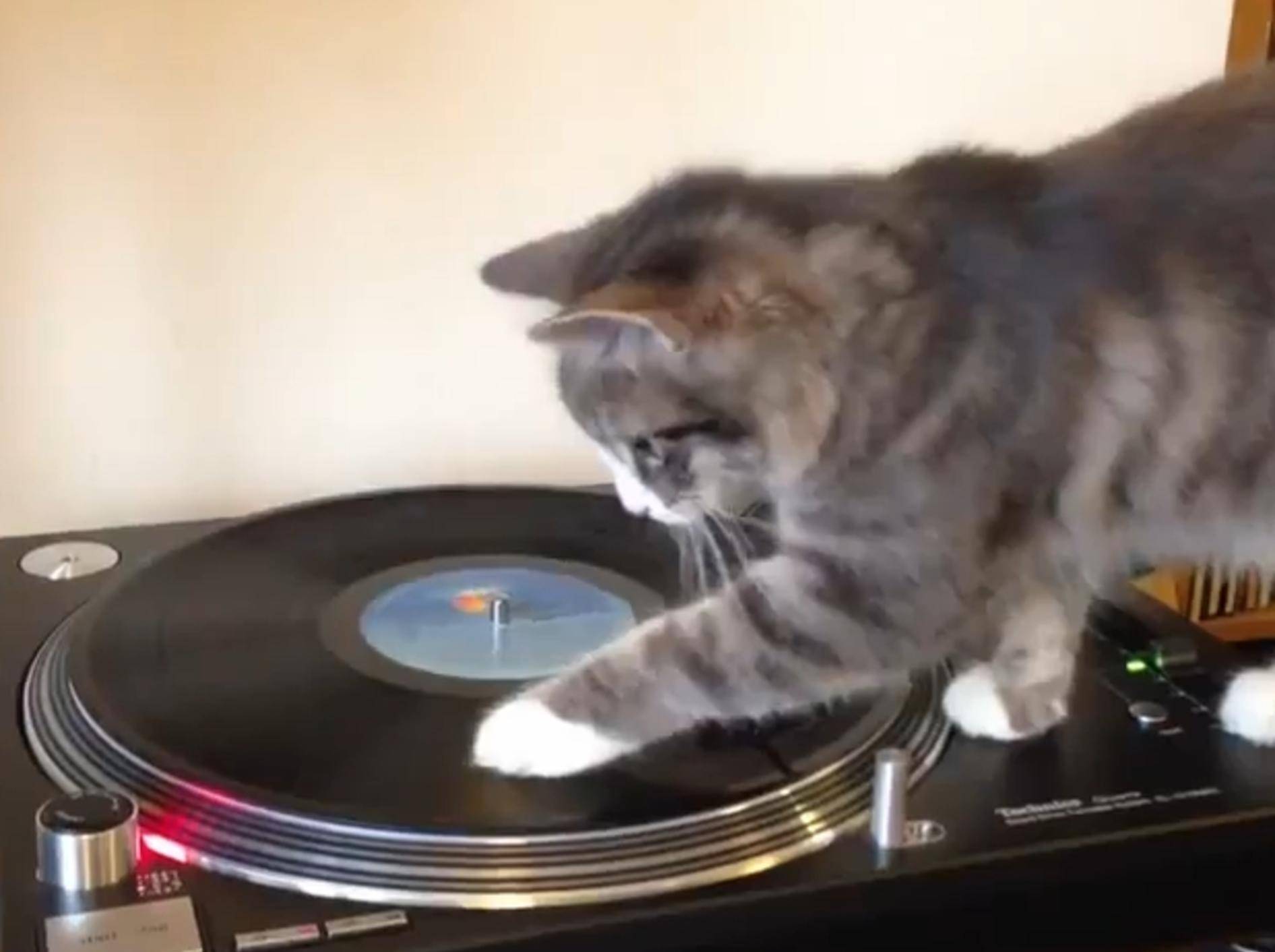 Cat is a DJ? Katze steht auf Reggae-Sounds