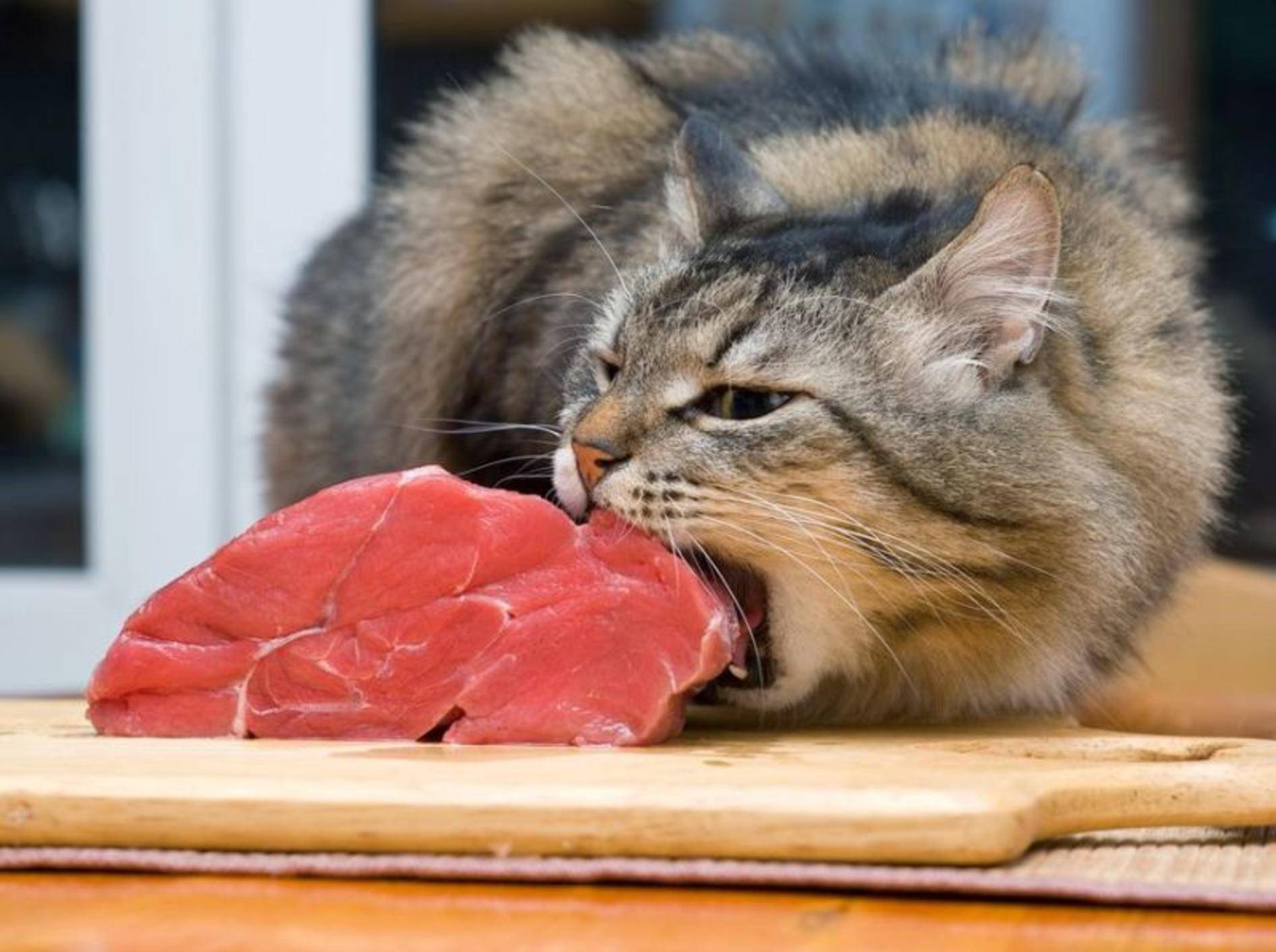 Katze isst rohes Fleisch