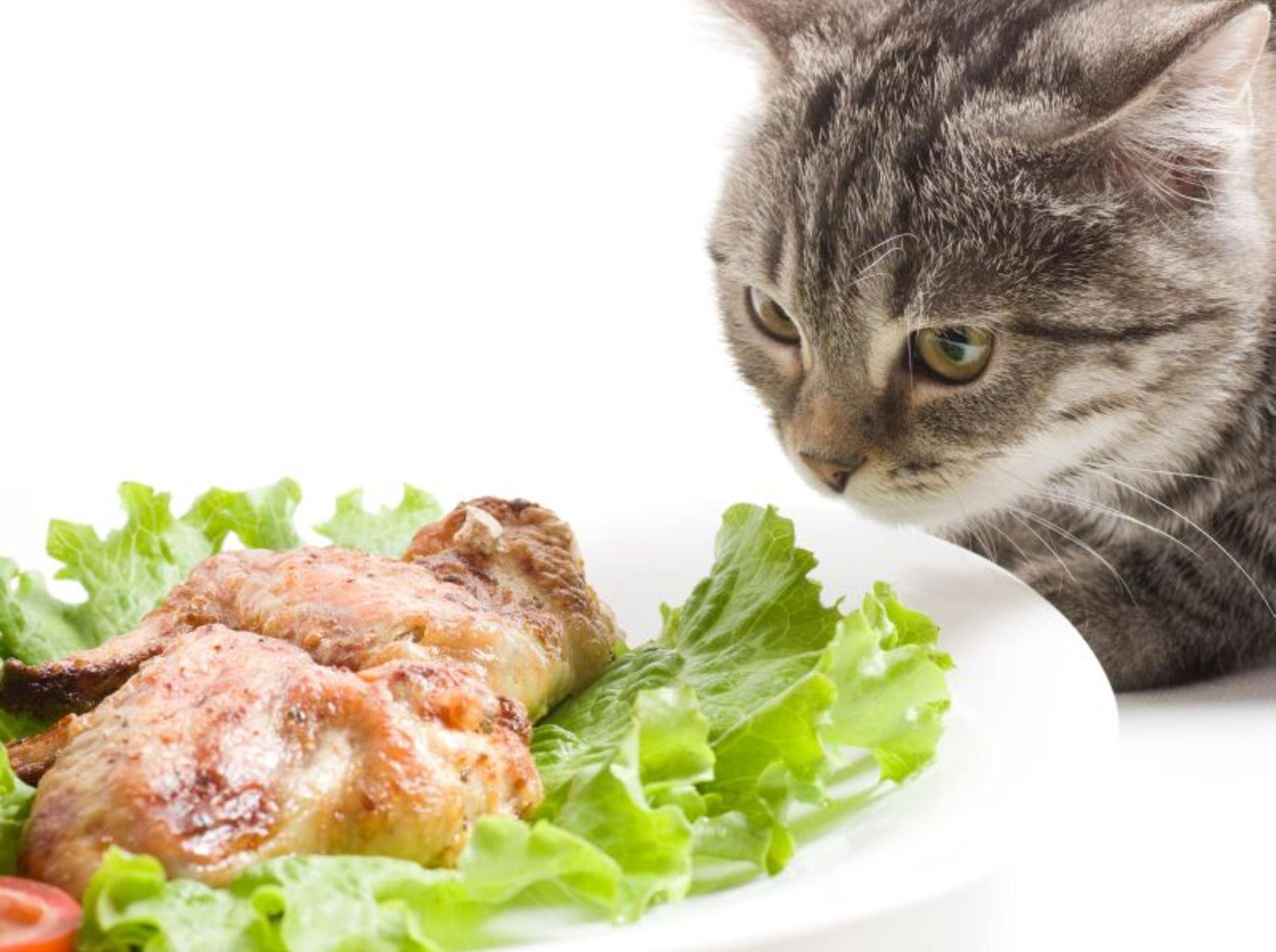 Getigerte Katze mit Salat und Fleisch