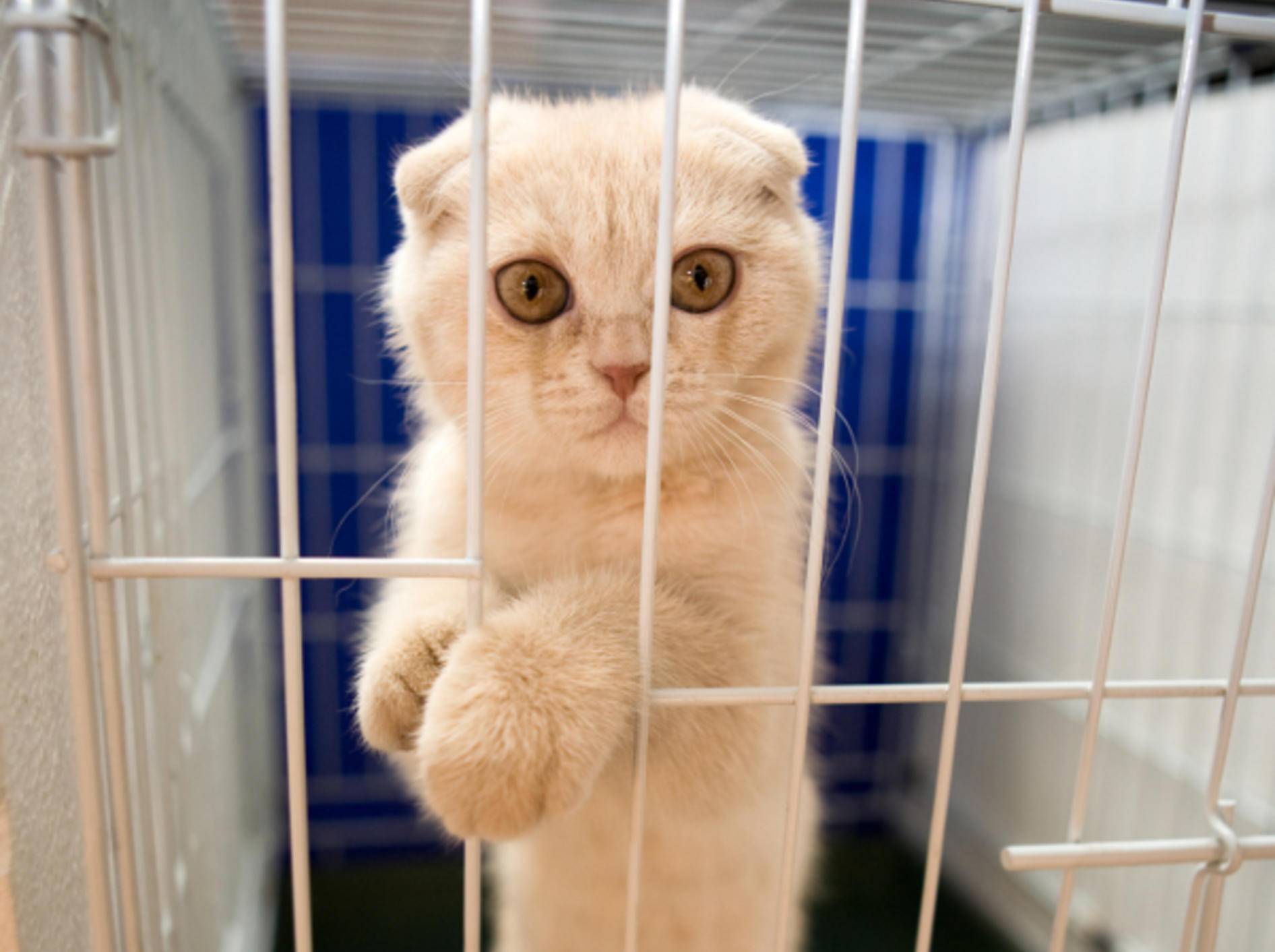 Arme Katze: Als Fluchthelfer missbraucht und geschnappt