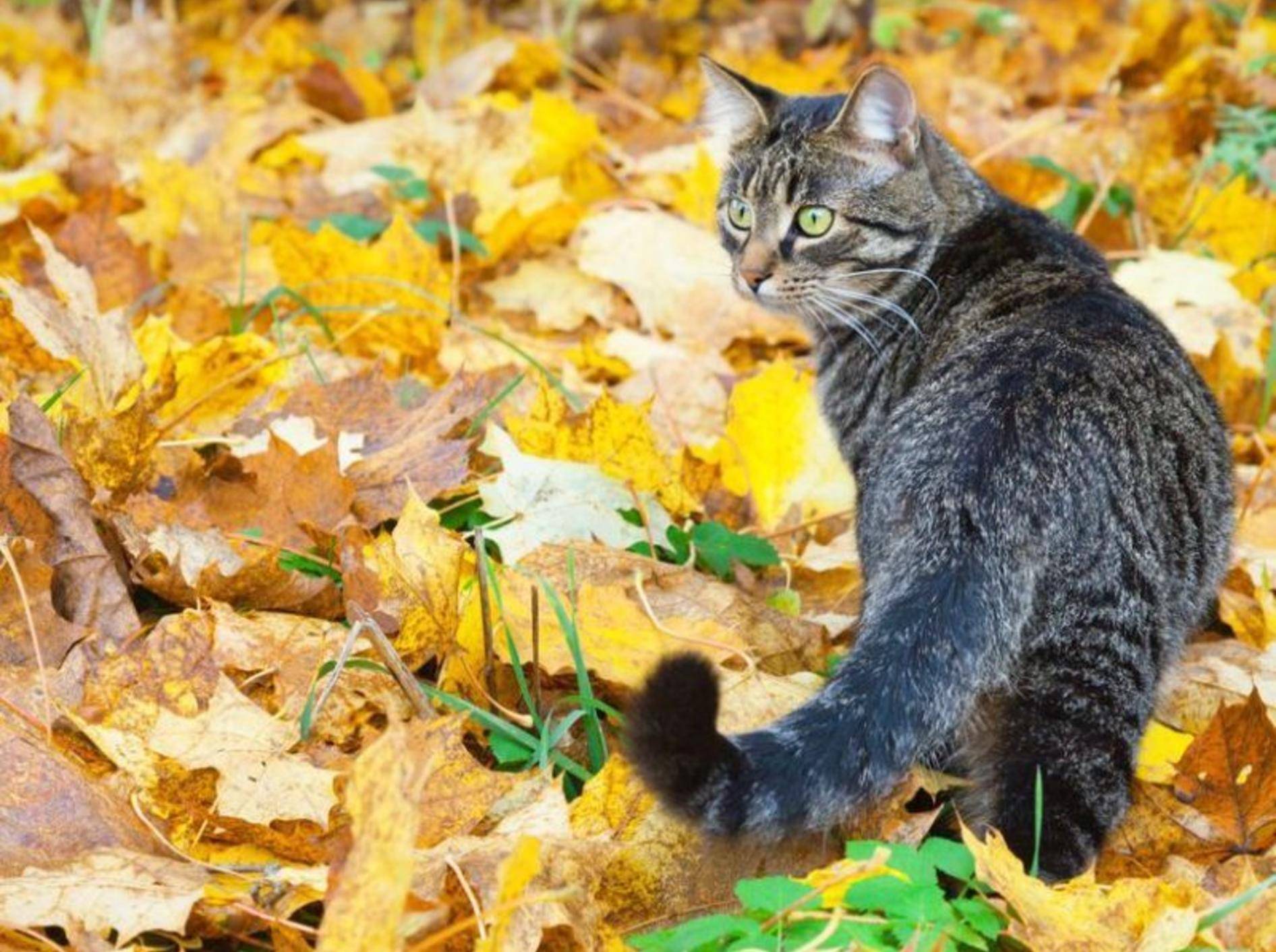 Getigerte Katze im Herbst