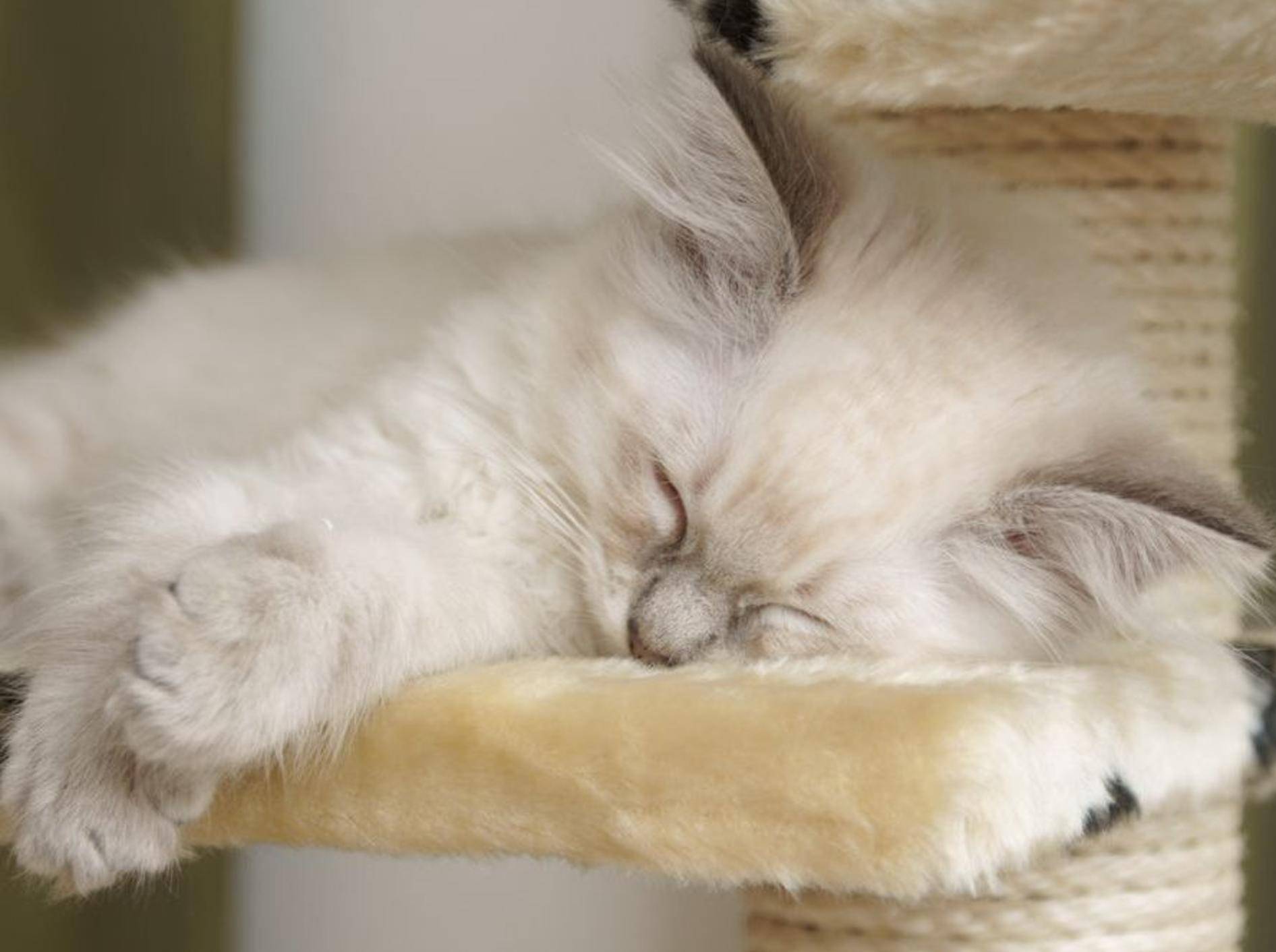 Ragdoll-Katzen werden weiß geboren, ihr Point-Muster entwickelt sich erst mit der Zeit