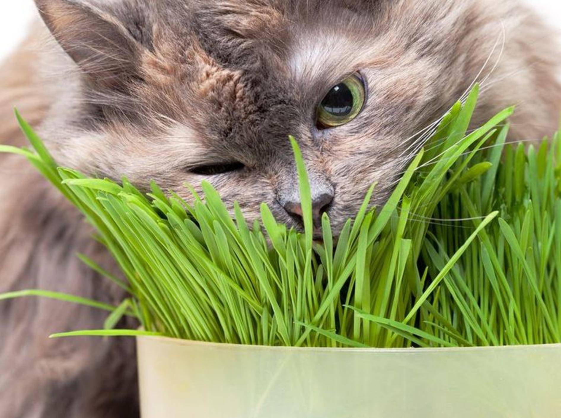"Mmmh, lecker!": Diese Katze lässt sich das Katzengras schmecken – Bild: Shutterstock / Discovod