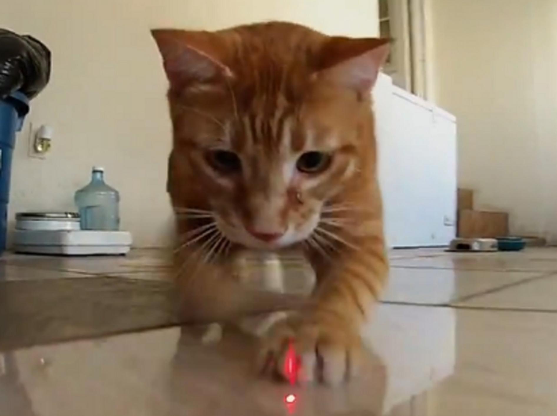 Katzen lieben es, den roten Laserpunkt zu jagen