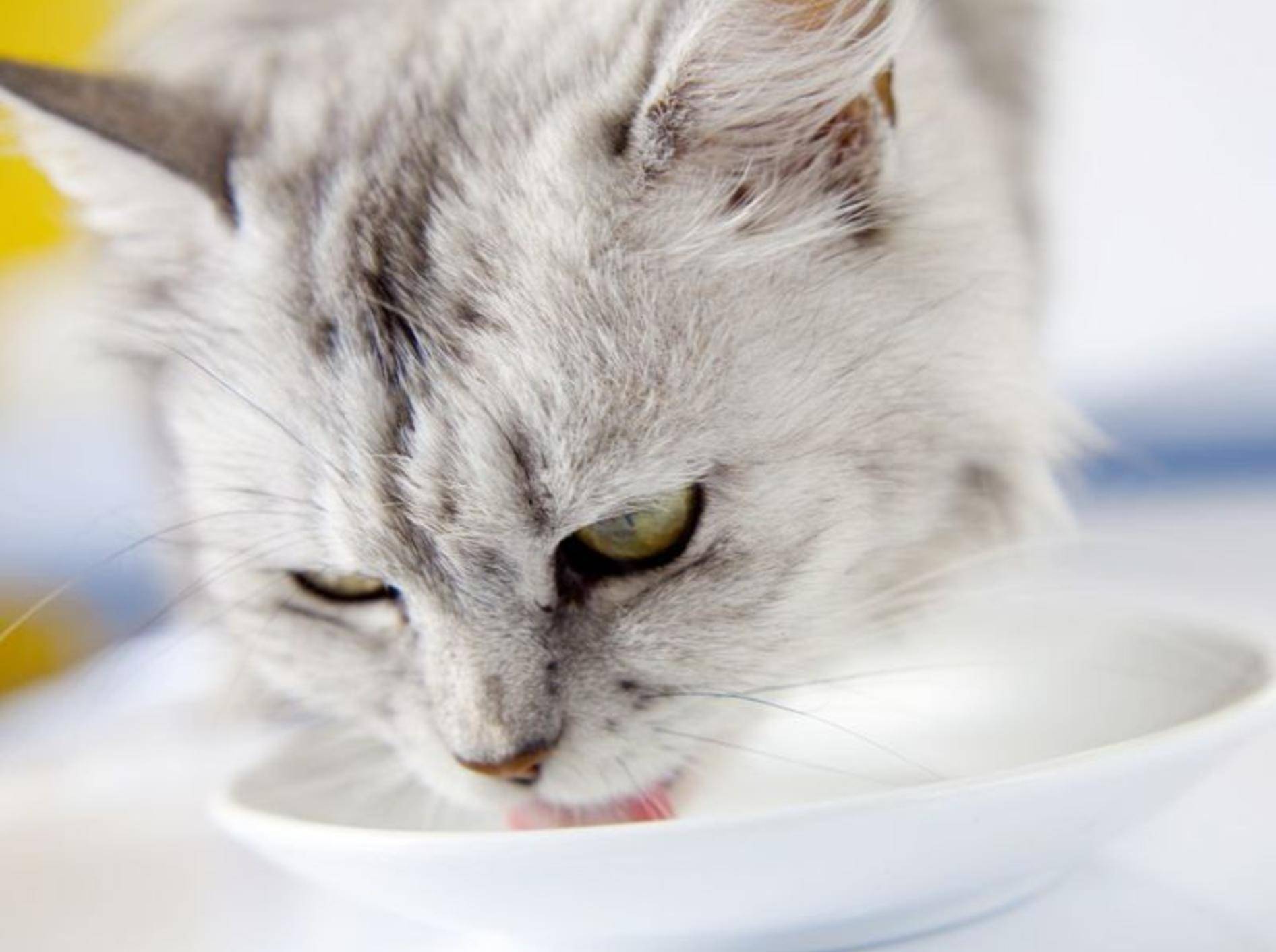 Katze trinkt Milch