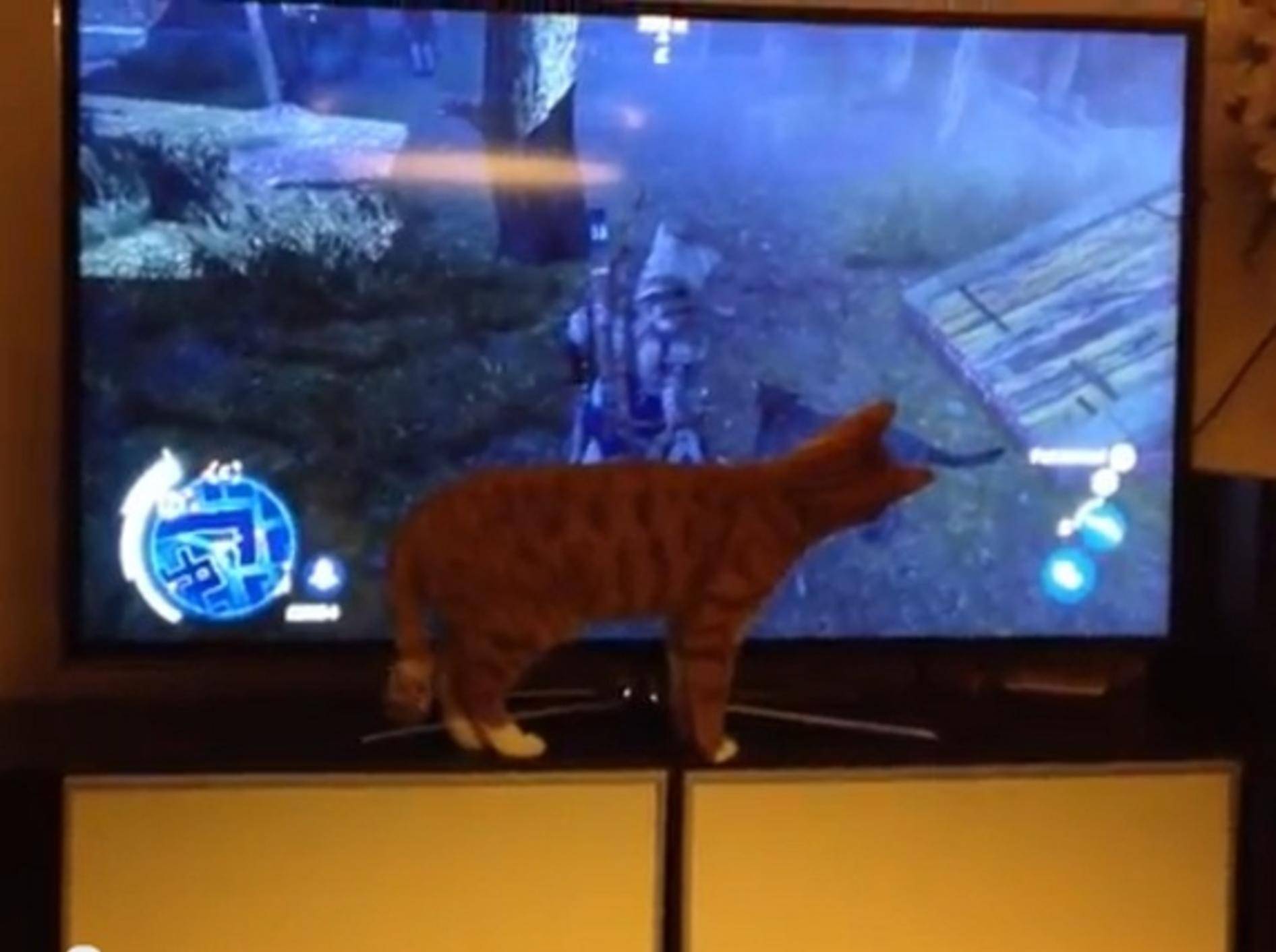 Katze hält Hund aus Videospiel für echt: Ja, wo ist er denn?
