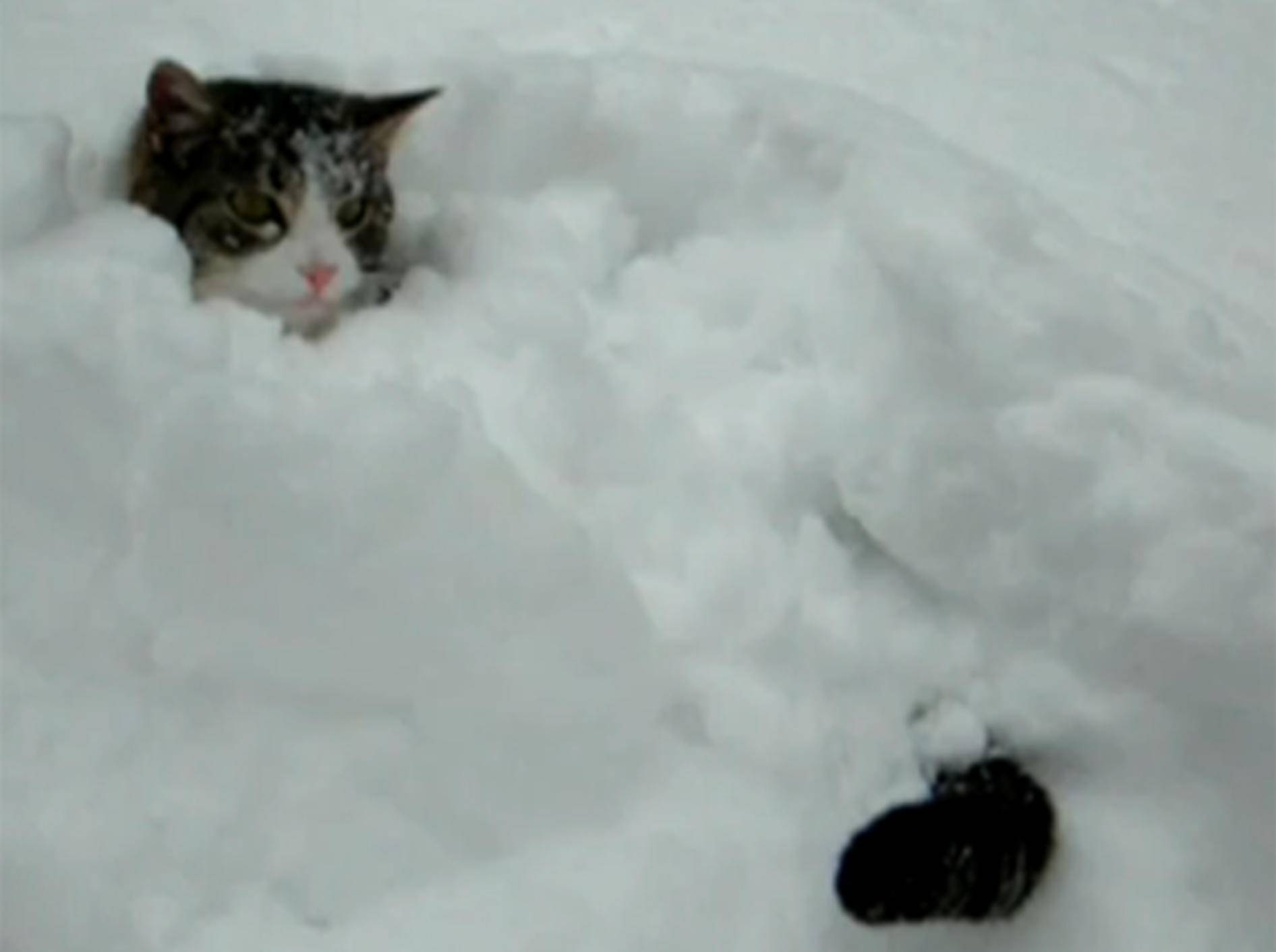 Katze hat sich im Schnee versteckt: Toben, jagen und staunen macht einfach Spaß