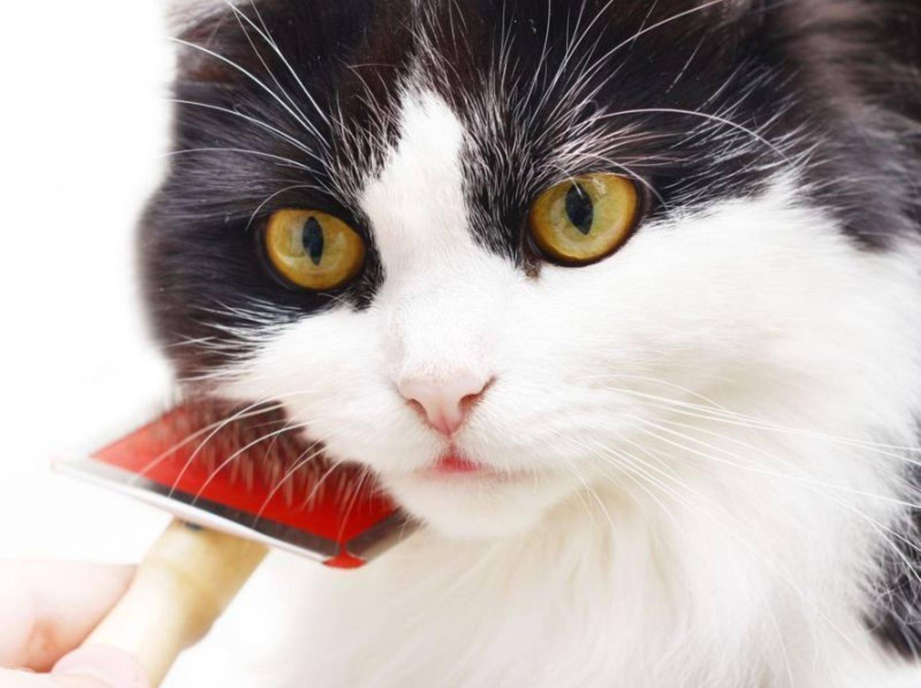 Nicht für jede Katze ist Kämmen oder Bürsten eine Freude – Foto: Shutterstock / mariait
