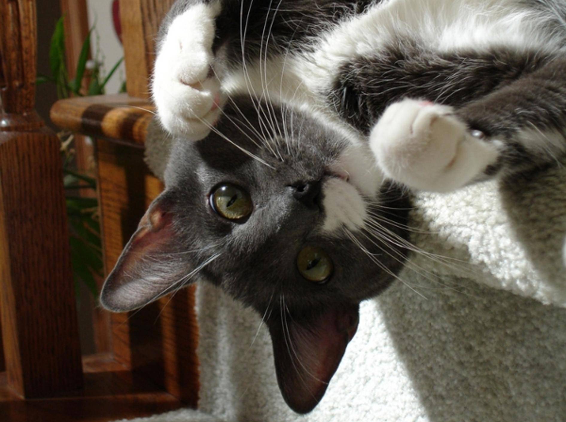 Manche Katzen lieben es, auf Treppen zu toben