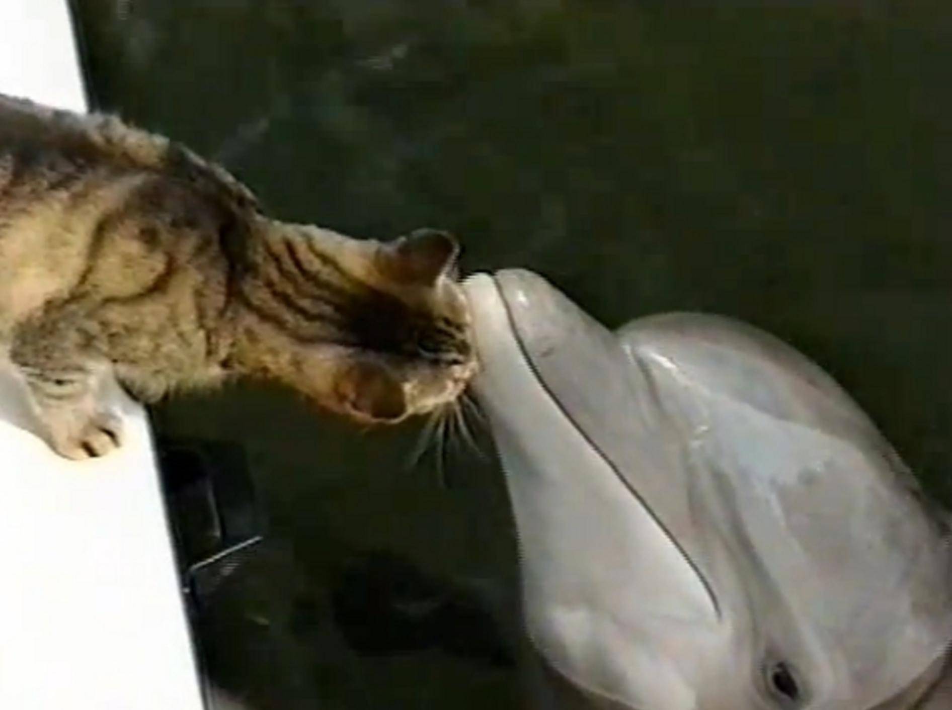 Katze und Delfin: Ungewöhnliche Schmusestunde / Quelle: Youtube / n24our