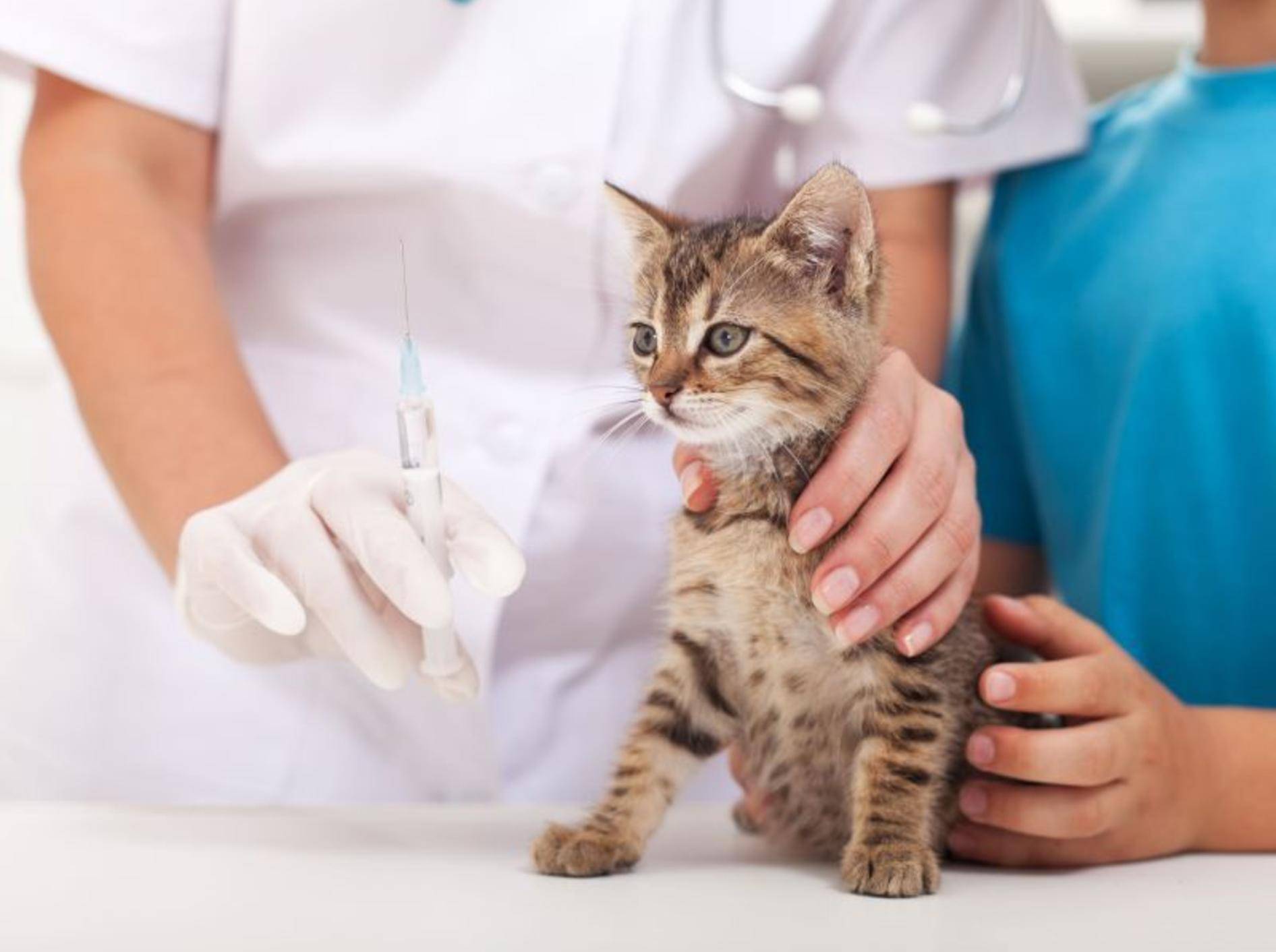 Katzenbaby beim Tierarzt