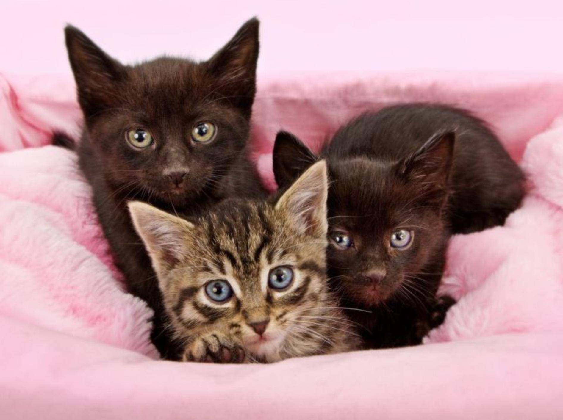 Katzenbabys auf rosa Decke