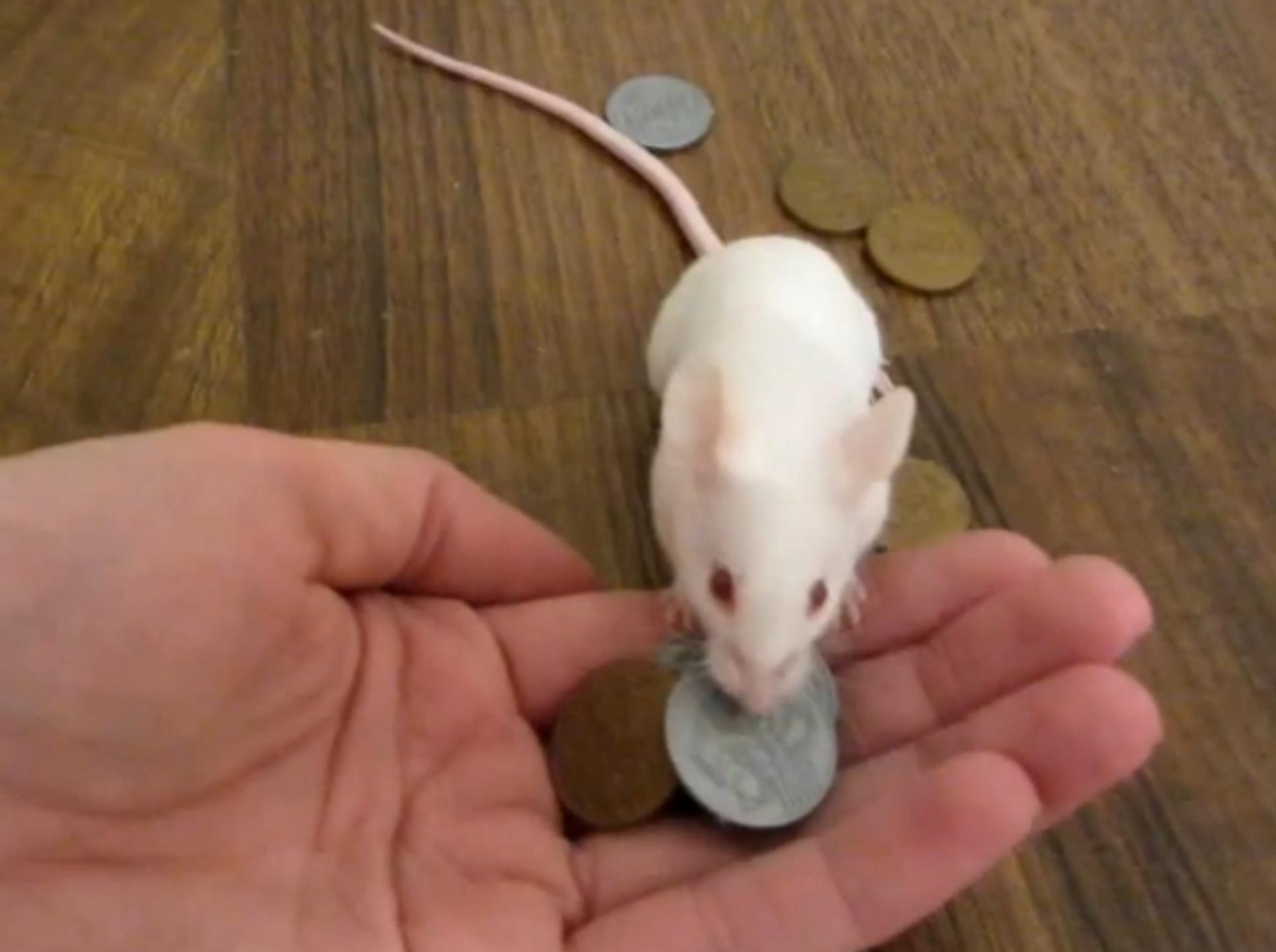 Geld regiert die Welt: Maus bezahlt für Leckerei