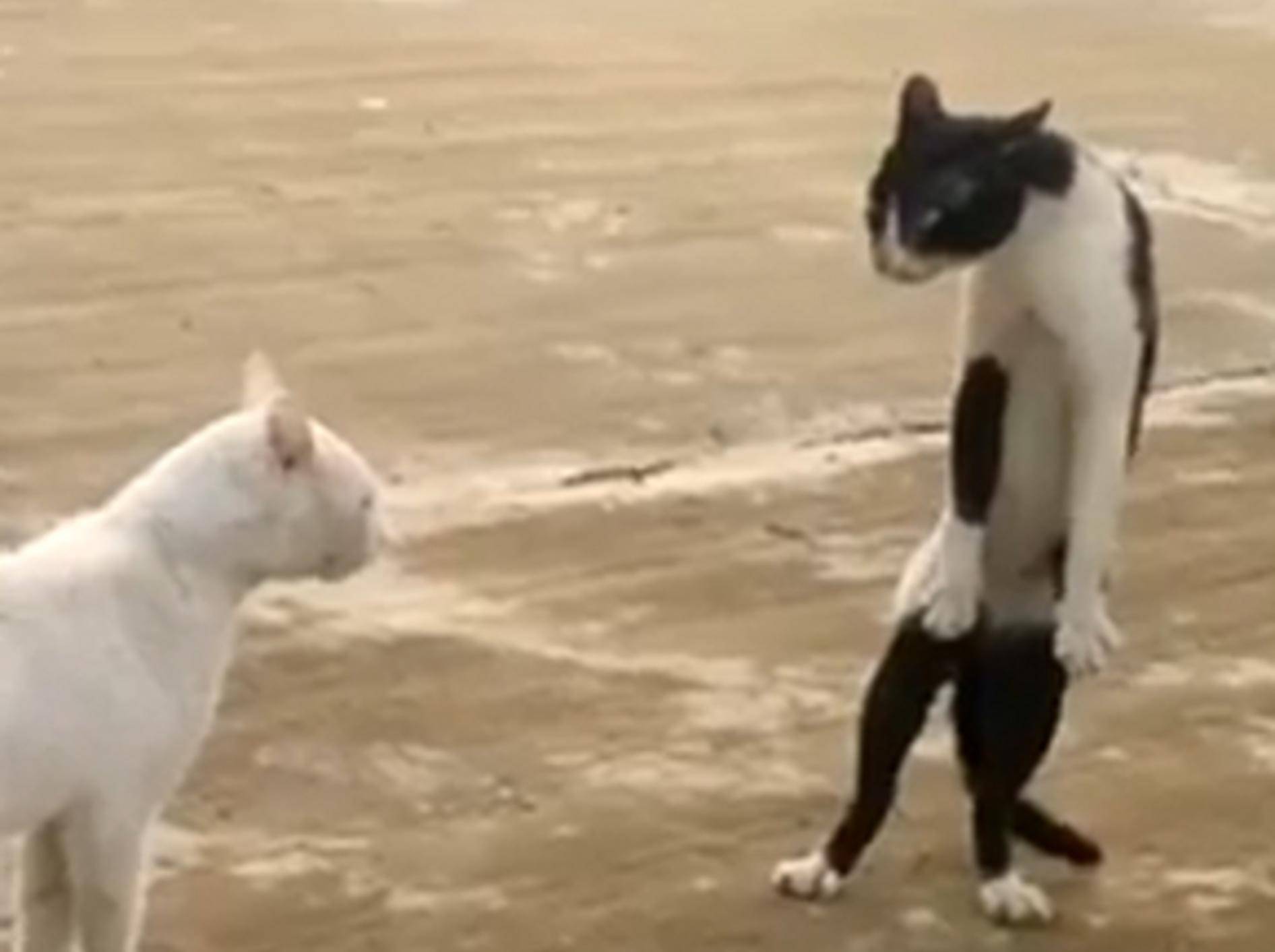 Ninja-Katze richtet sich auf und versucht der weißen Smatpfote zu imponieren