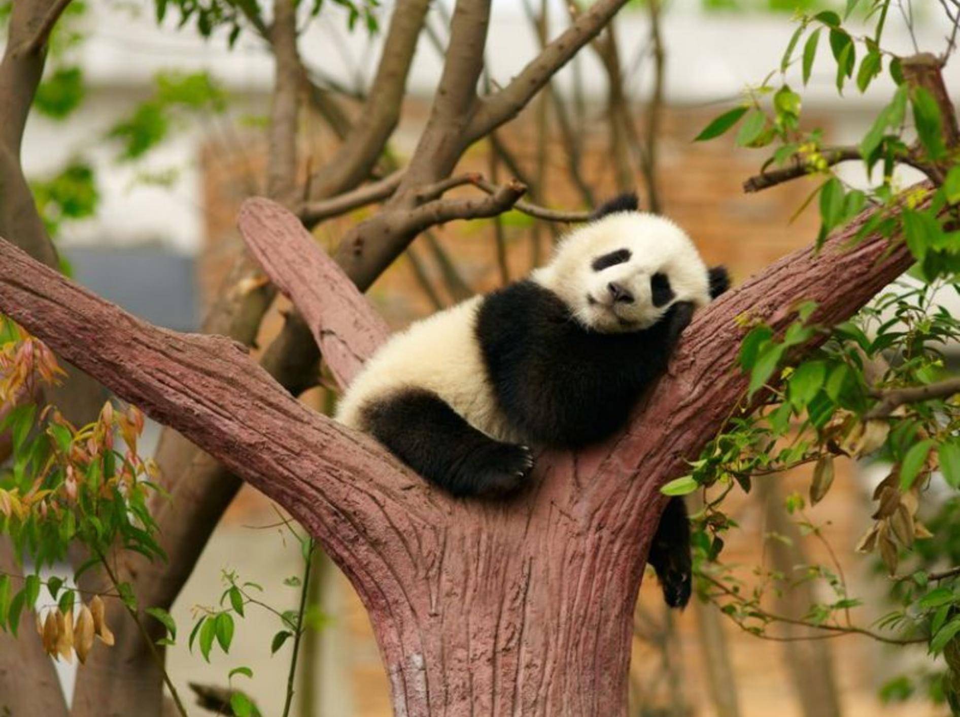 Panda-Baby-Schlafend-Baum