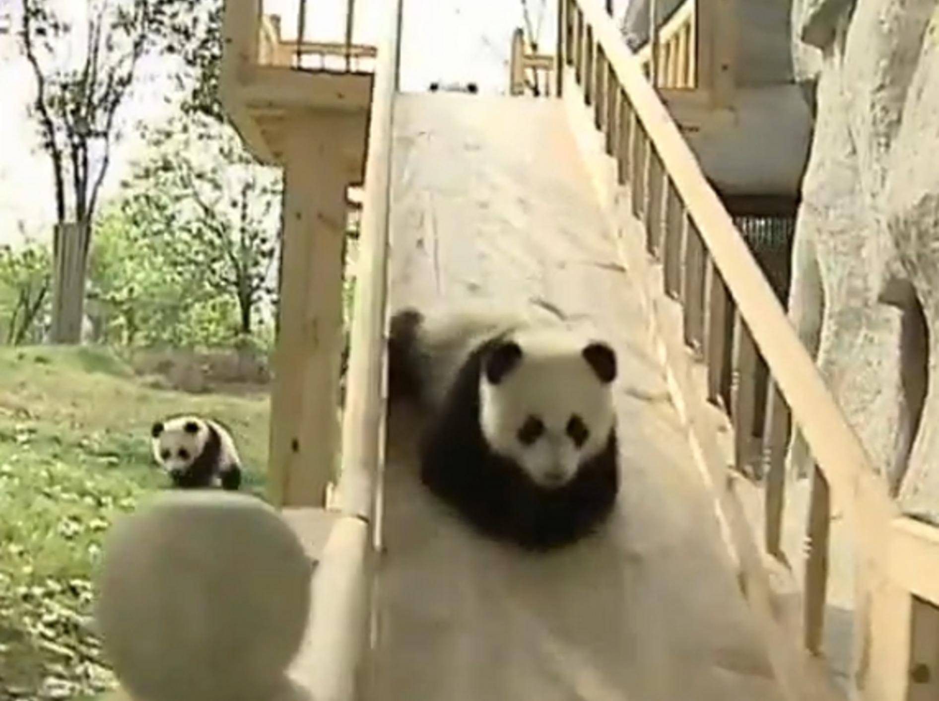 Pandababys lieben ihre Holzrutsche